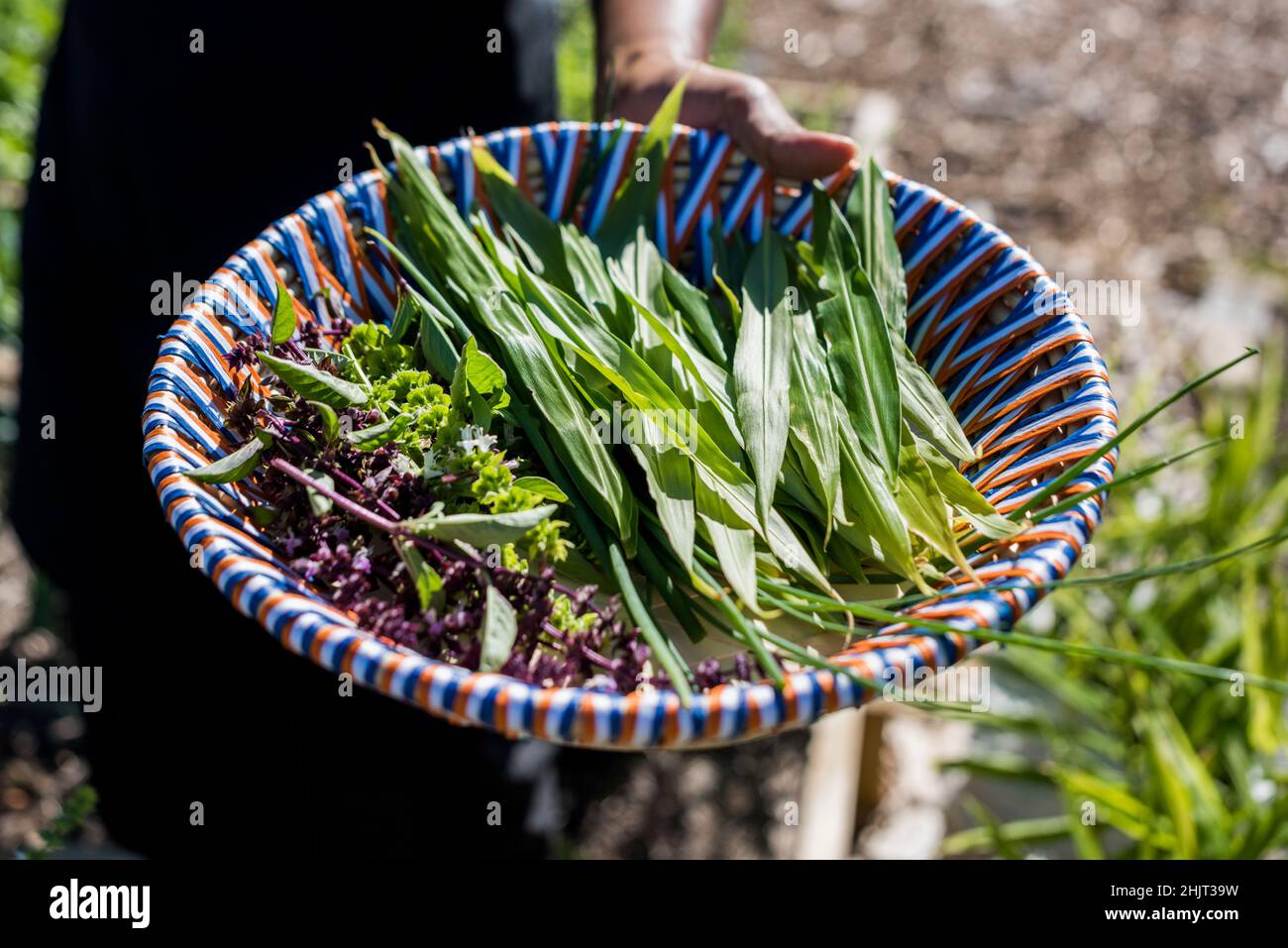 Chef holding basket of fam harvested basil flowers and ginger leaves Stock Photo