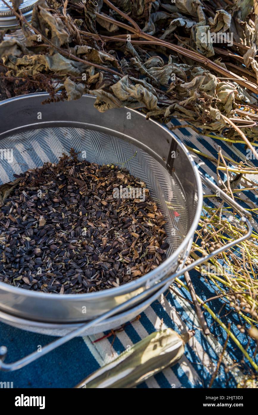 Sieve on table holding seeds being saved and separated from chaff Stock Photo