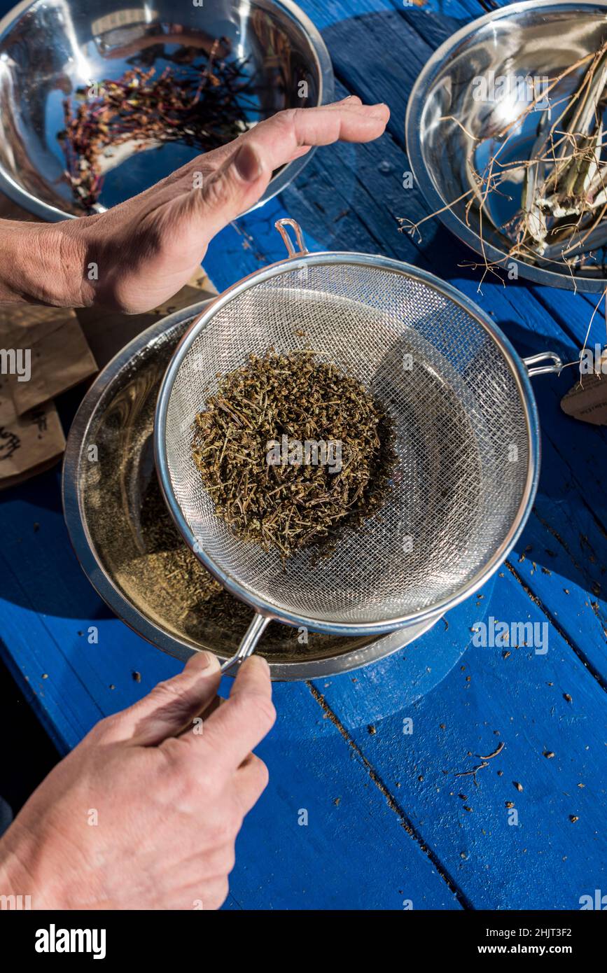 Person seed saving and using a sifter to separate the seeds from the chaff Stock Photo