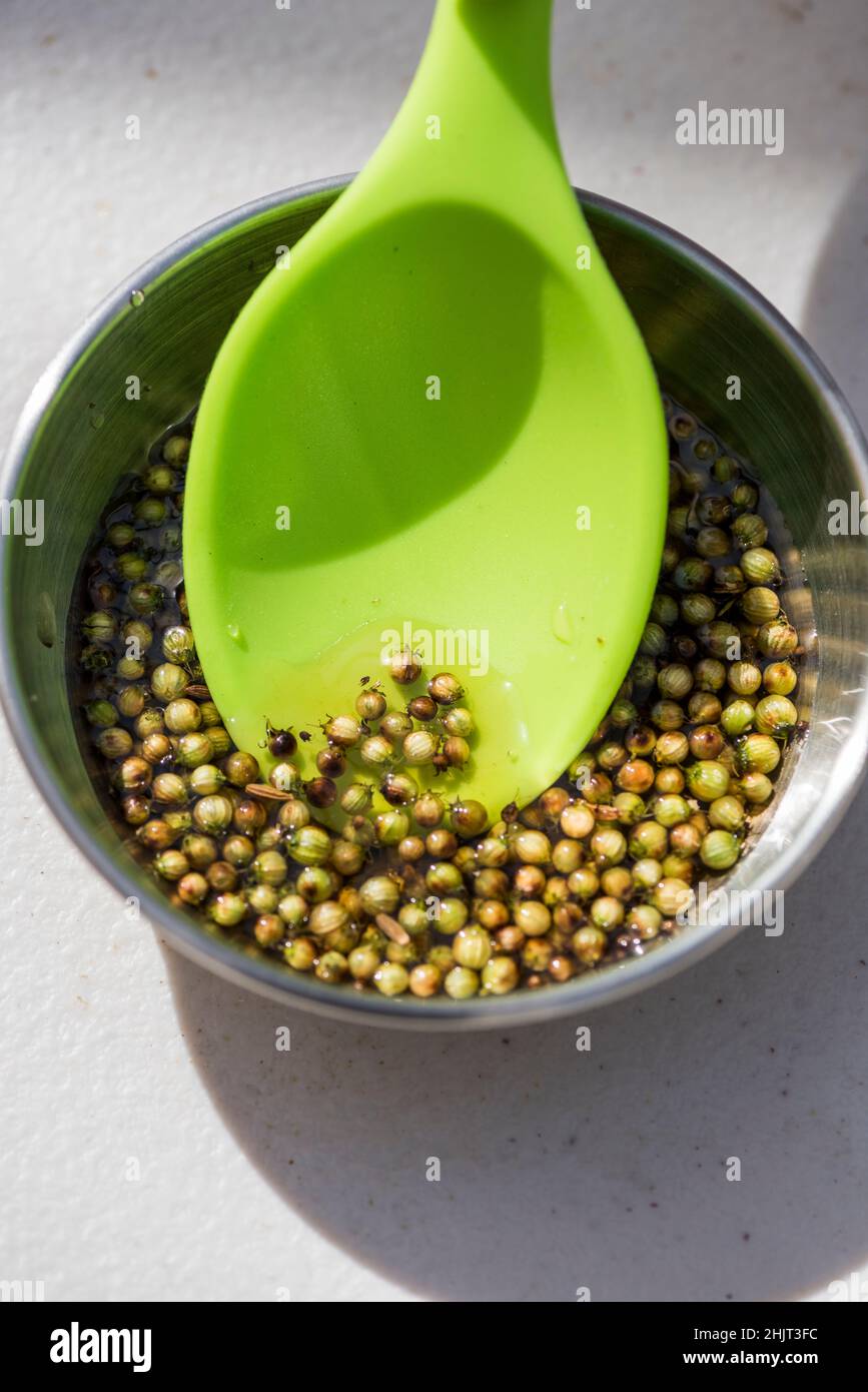 Pinch bowl with cilantro berries also called green coriander seeds Stock Photo