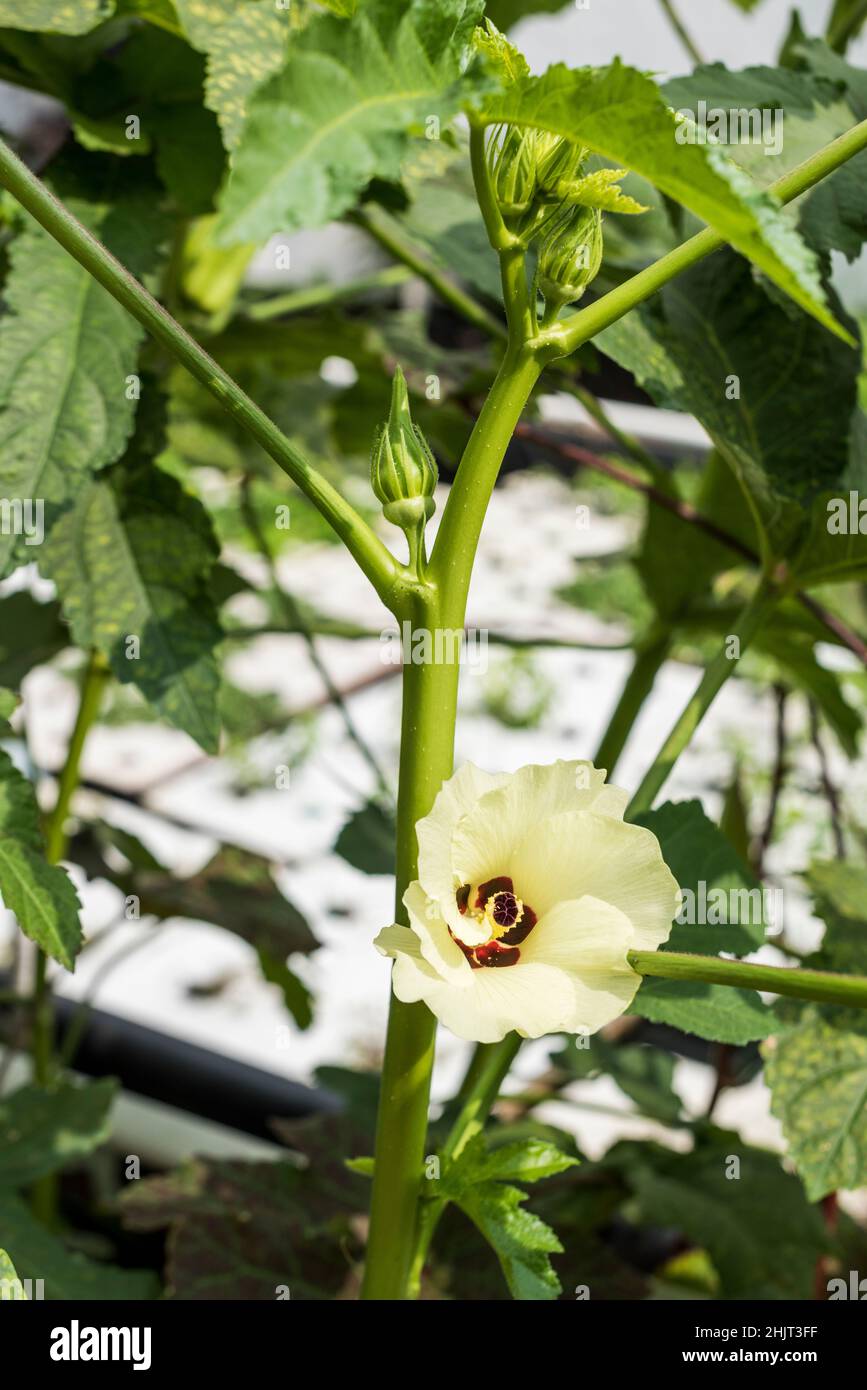 Okra plant in bloom in urban farm Stock Photo