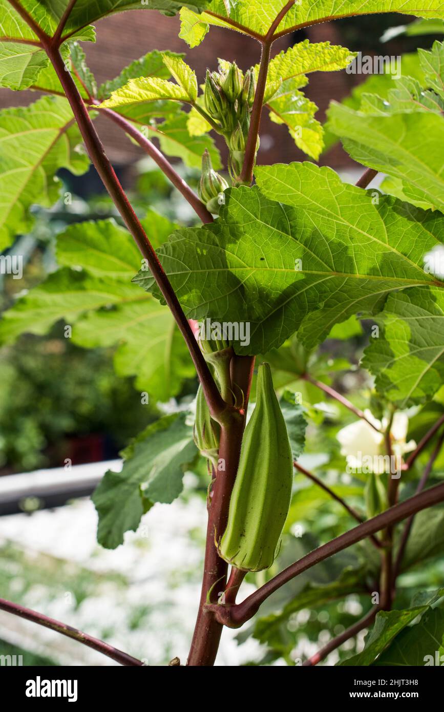 Okra seed pods growing on plant on urban farm Stock Photo