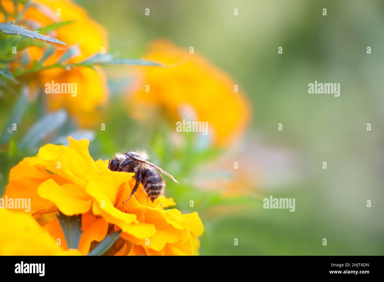Close up view of bee on the yellow flower Stock Photo - Alamy