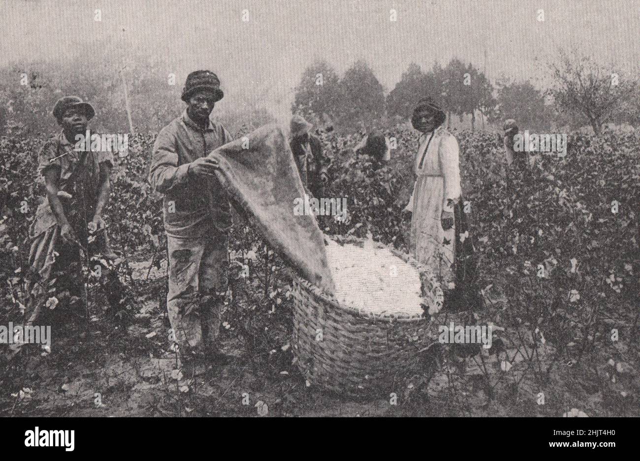 CottonPicking Scene in a Plantation of Southern Carolina. South