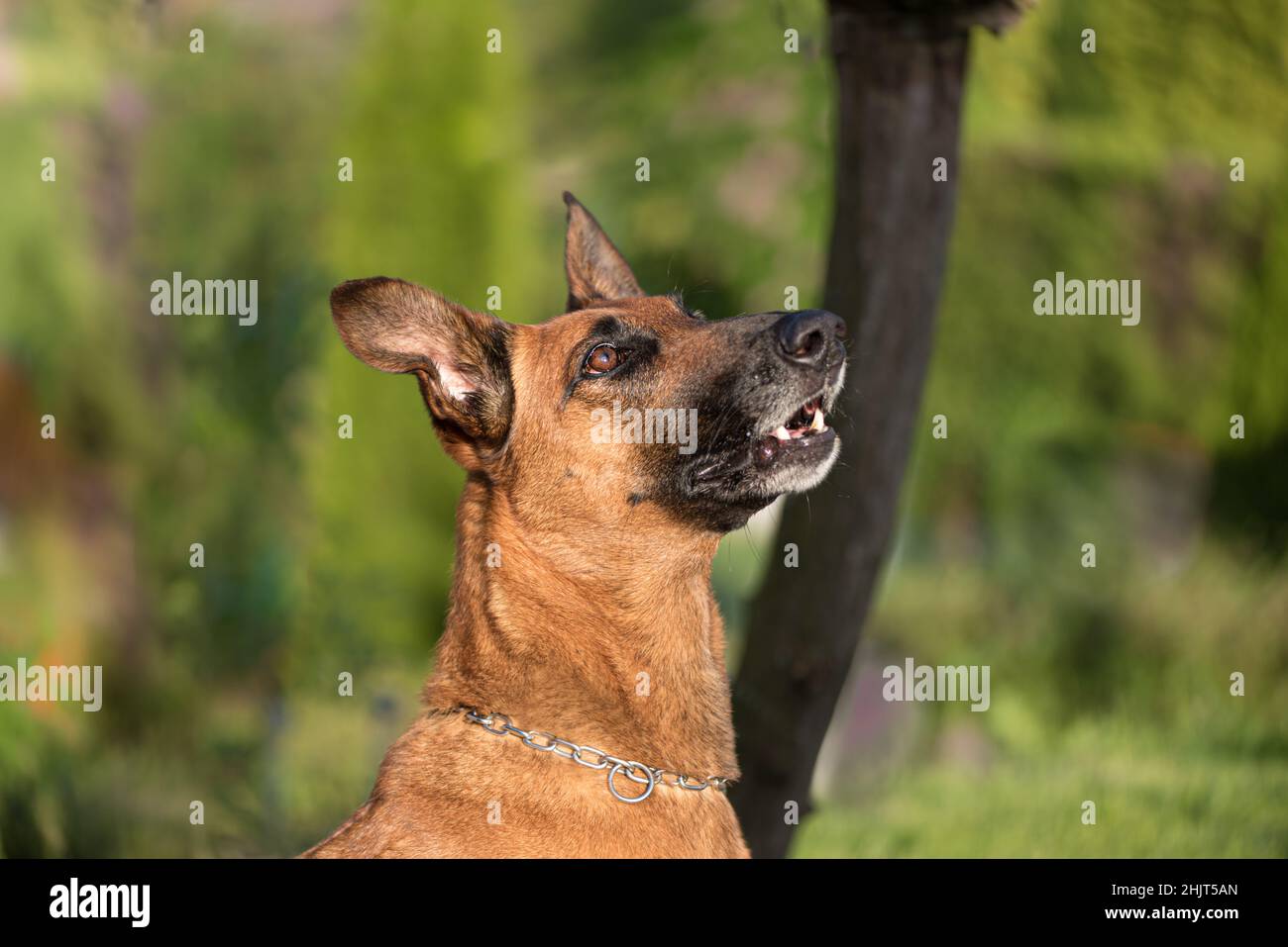 Portrait of a brown Belgian Shepherd Malinois. Stock Photo