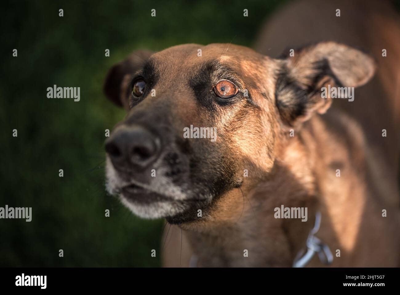 Portrait of a brown Belgian Shepherd Malinois. Stock Photo