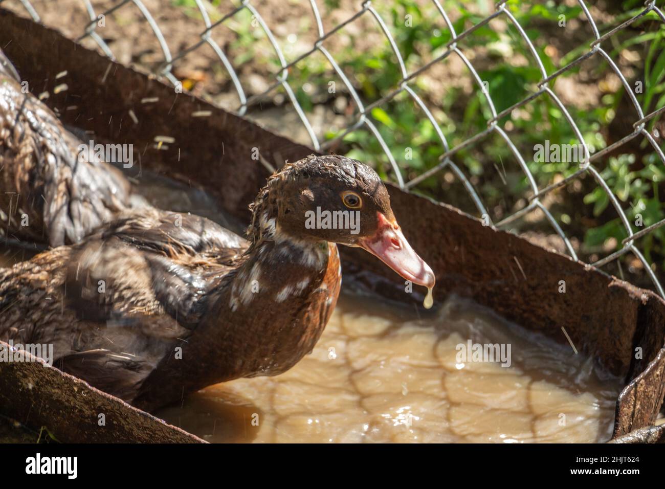 Muscovy ducks in the barnyard drink water from a trough Stock Photo Alamy