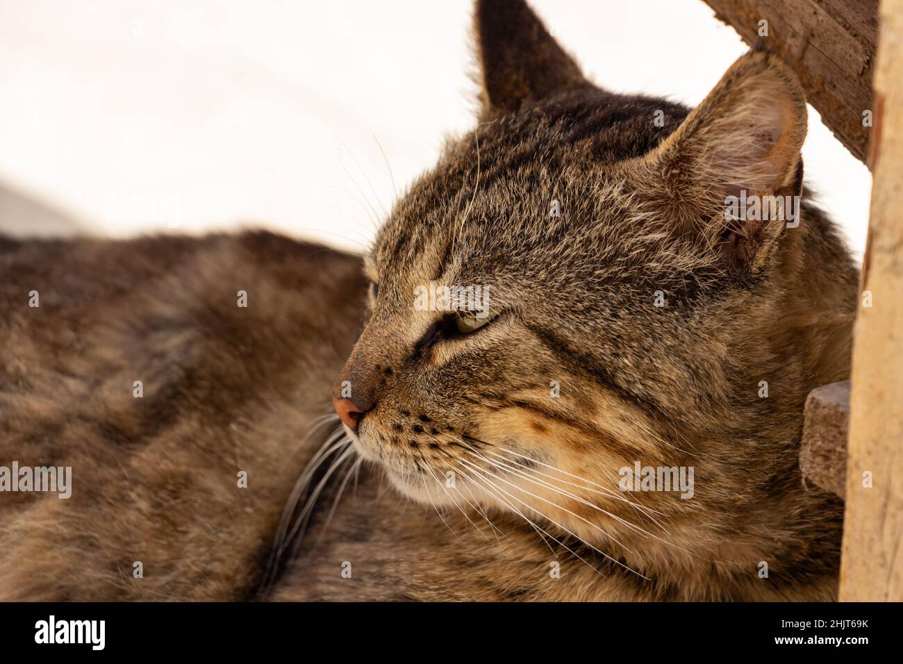 Warrior cats hi-res stock photography and images - Alamy