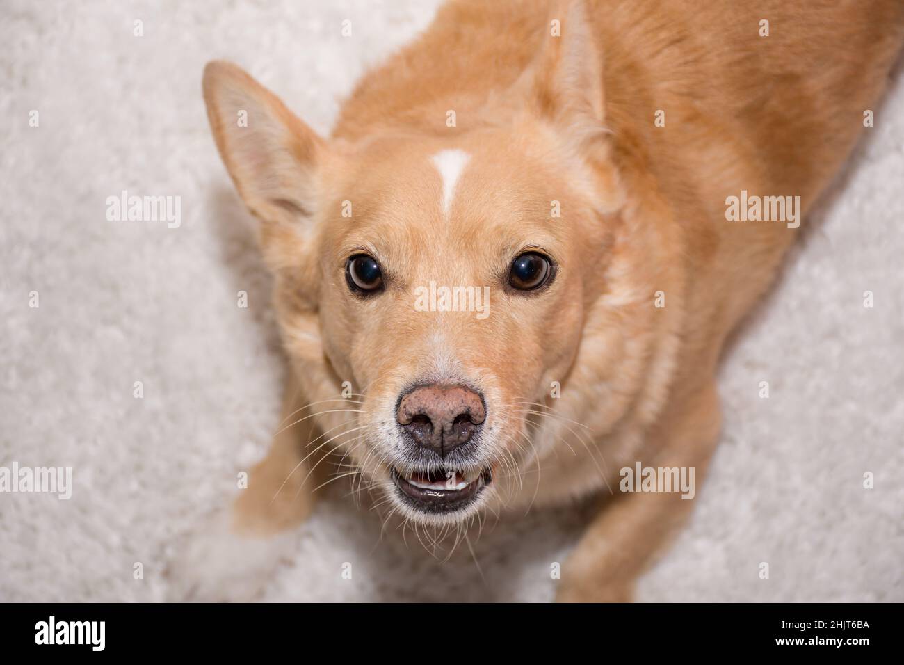 red-haired dog in a threatening attacking pose Stock Photo