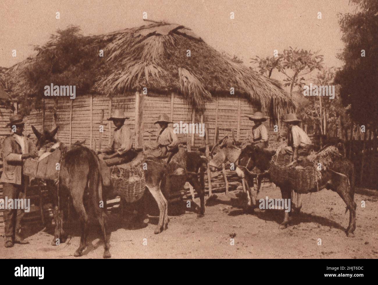 Two-thirds of the island of Haiti are the republic of Santo Domingo. These Dominican farm lads are preparing for market. West Indies (1923) Stock Photo