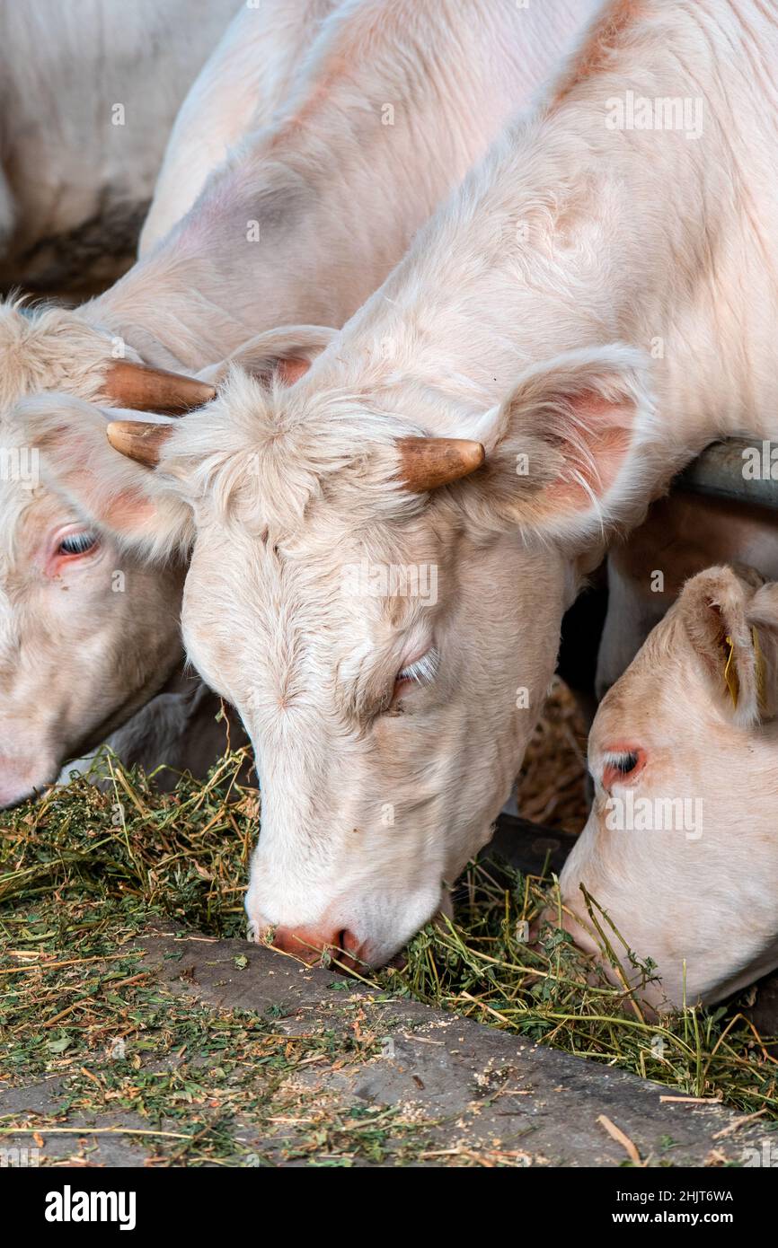 Blonde d'Aquitaine cattle cows on dairy farm, domestic animal husbandry Stock Photo