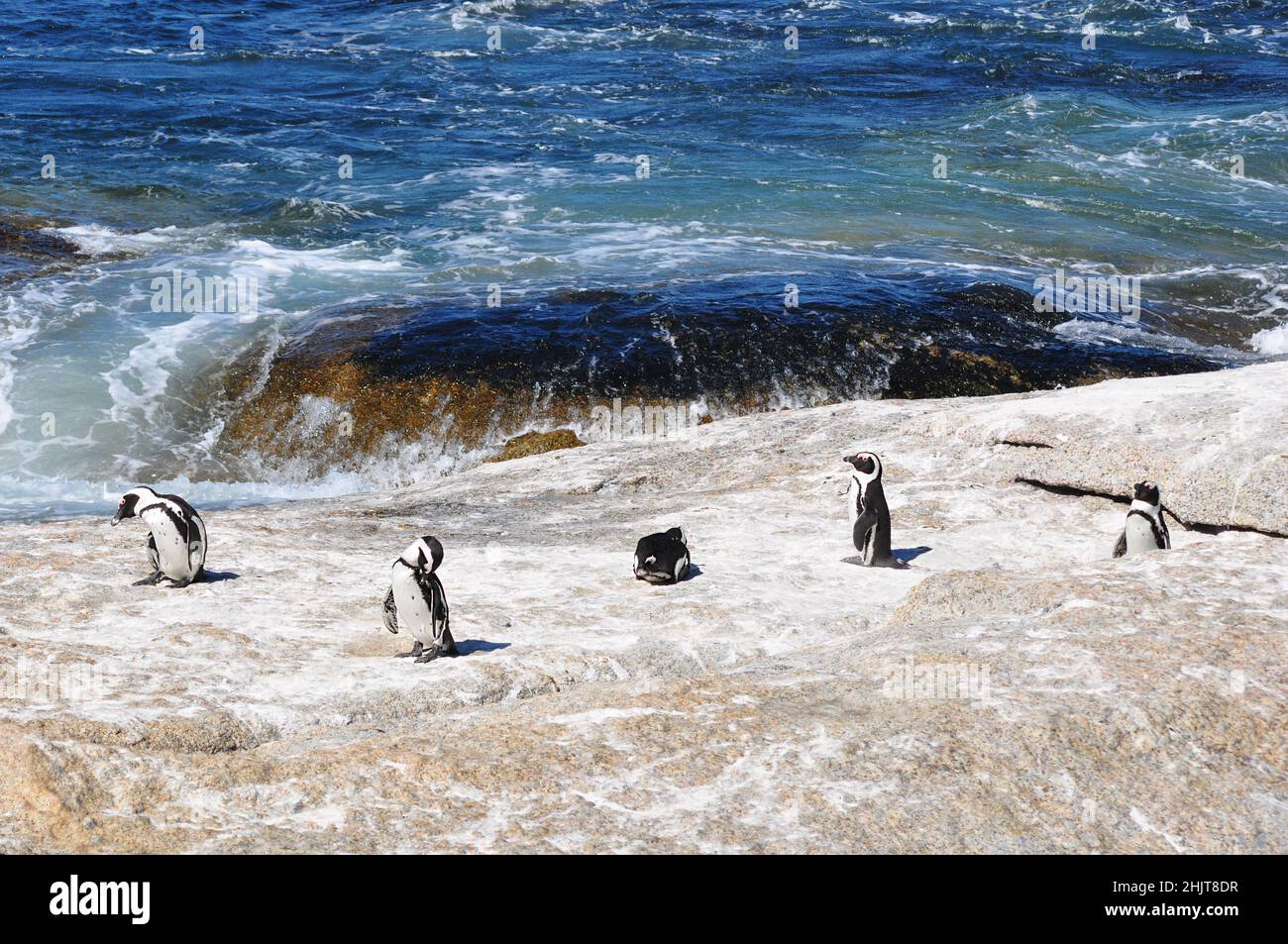 Jackass or African penguins, the only penguin species that breeds in Africa, Boulders beach, Simon's Town, South Africa Stock Photo