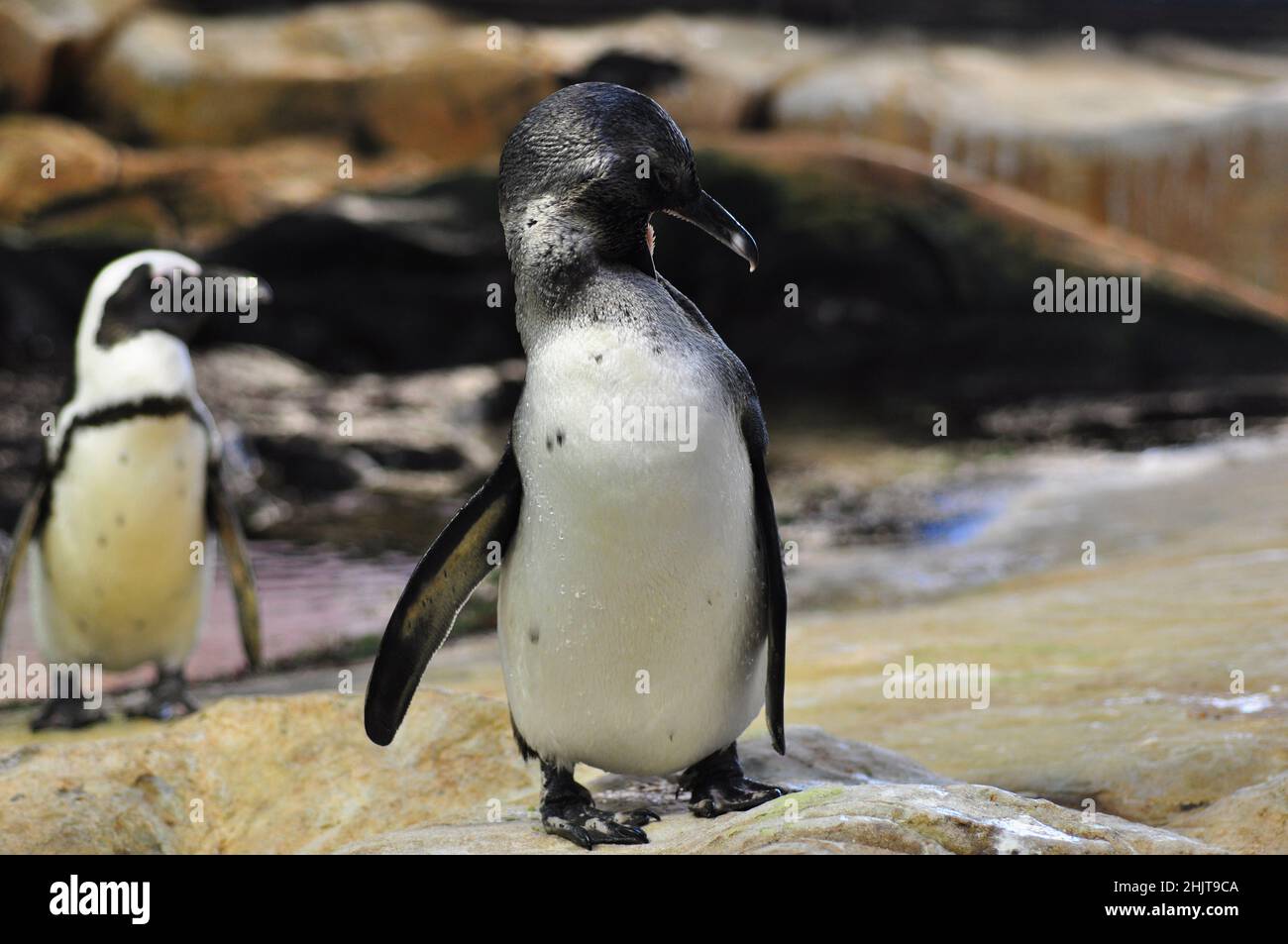 Jackass or African penguins, the only penguin species that breeds in Africa, Boulders beach, Simon's Town, South Africa Stock Photo