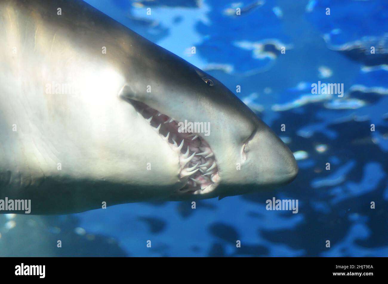 Great white shark close up with open jaws and teeth. Cape Town, South Africa Stock Photo