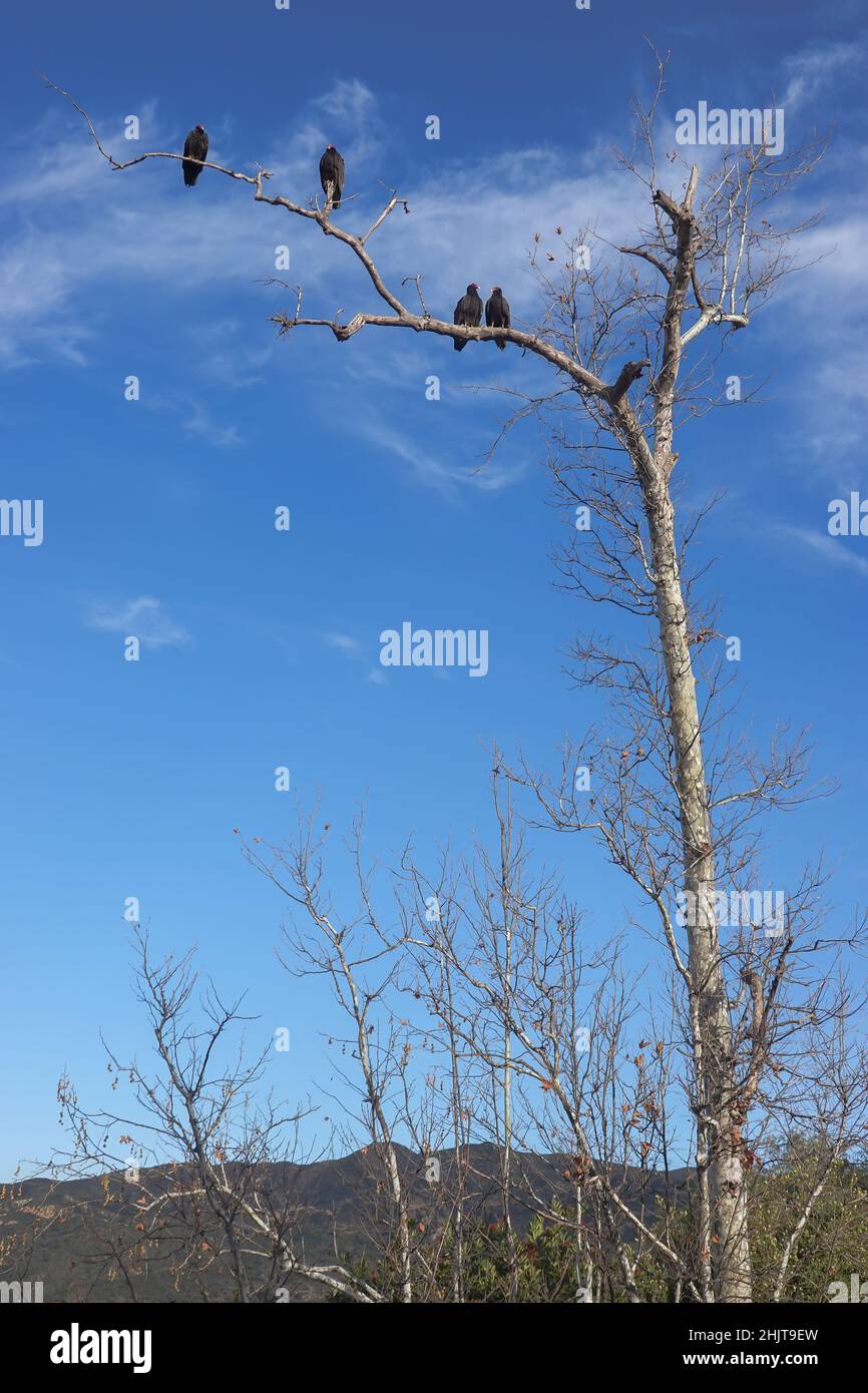 Turkey Vultures ( Cathartes aura ) perched in a tree as the early morning sun warms their body Stock Photo
