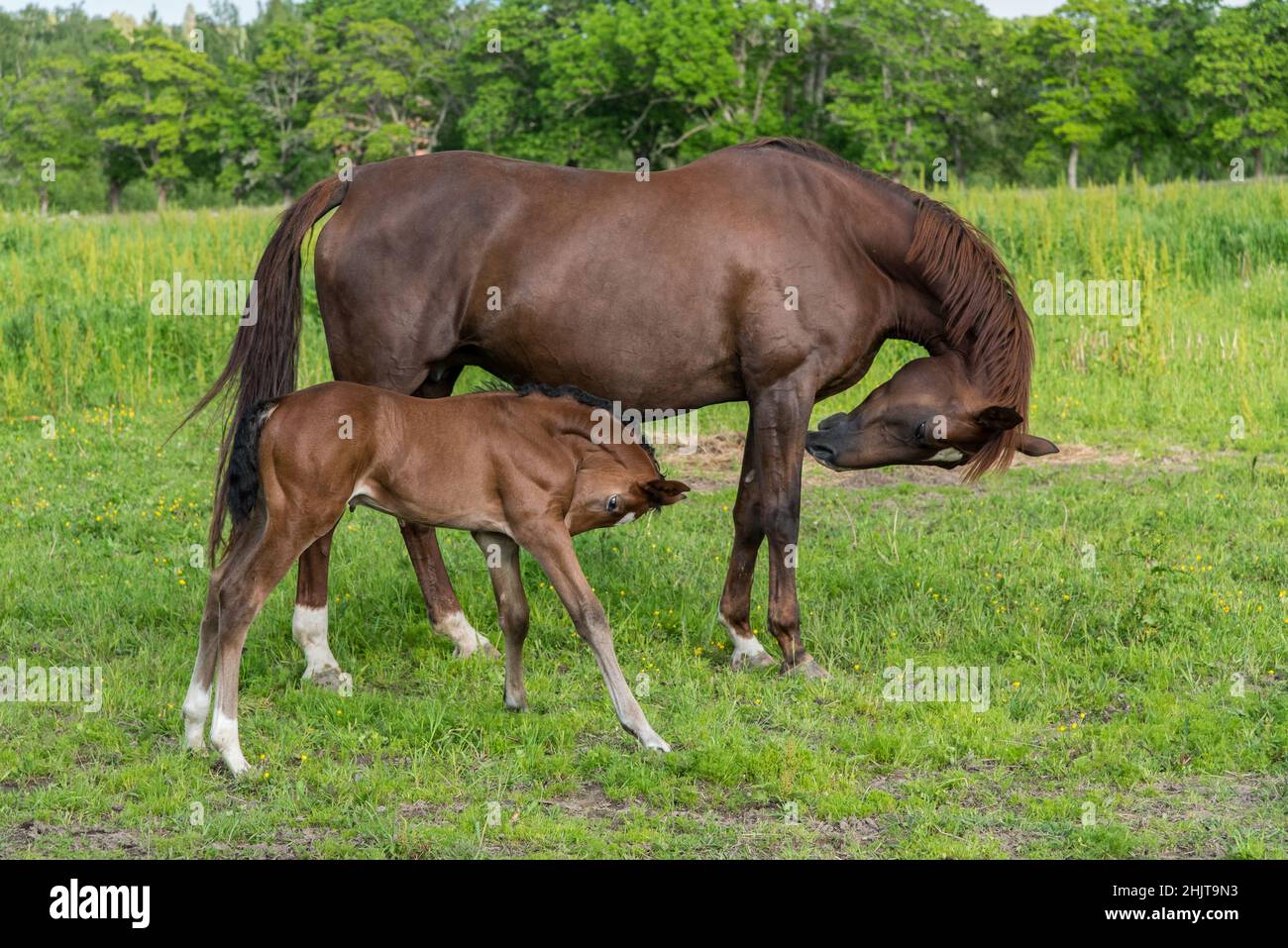 Mare with her foal. Stock Photo