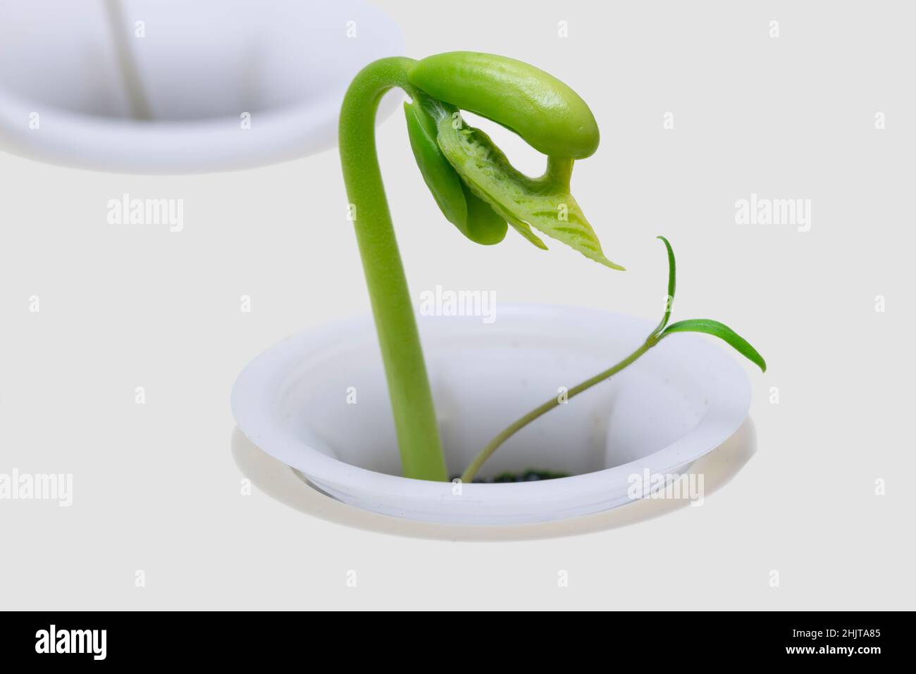 Horizontal shot of a tiny bean sprout under a grow light with copy space. Stock Photo