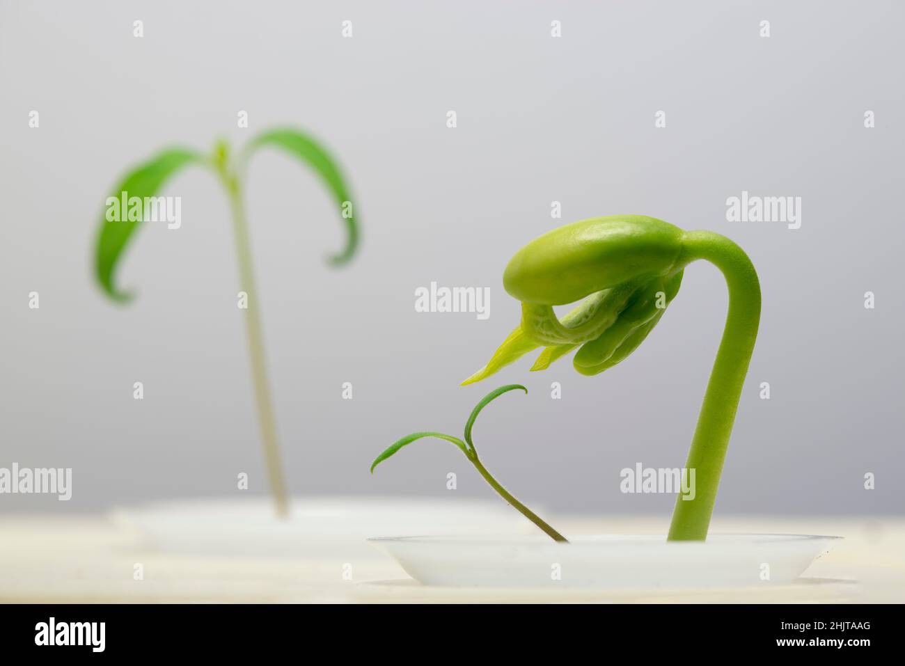 Horizontal shot of a bean sprout under a grow light with copy space. Stock Photo