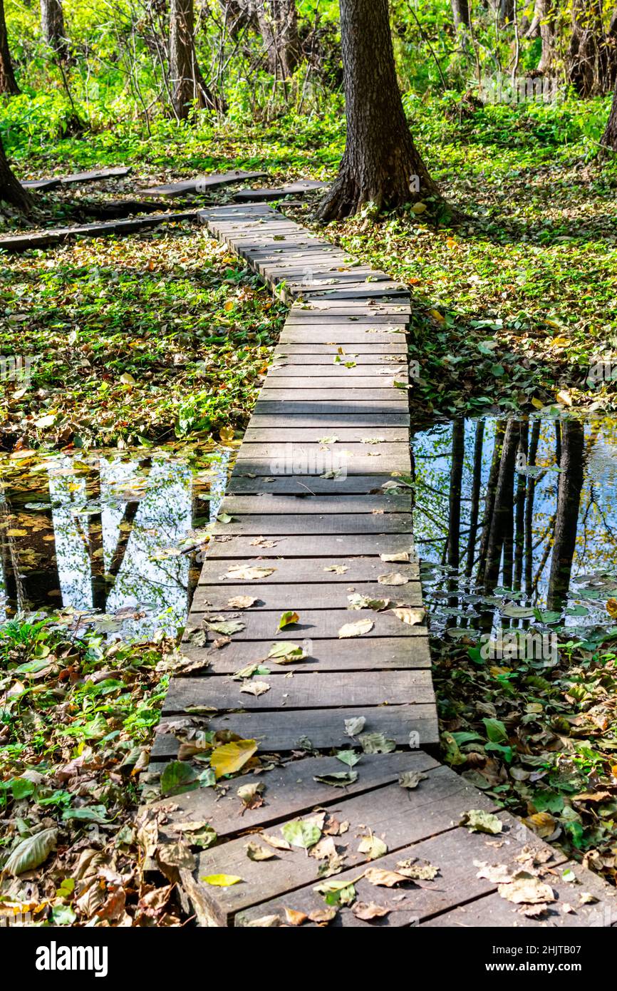 Wooden bridge made of boards across the river in the forest. Fallen ...
