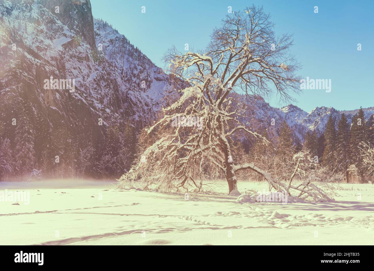Snow cover the black oak tree and the landscape of Cook Meadow at Yosemite Valley in late winter, California, United States. Stock Photo
