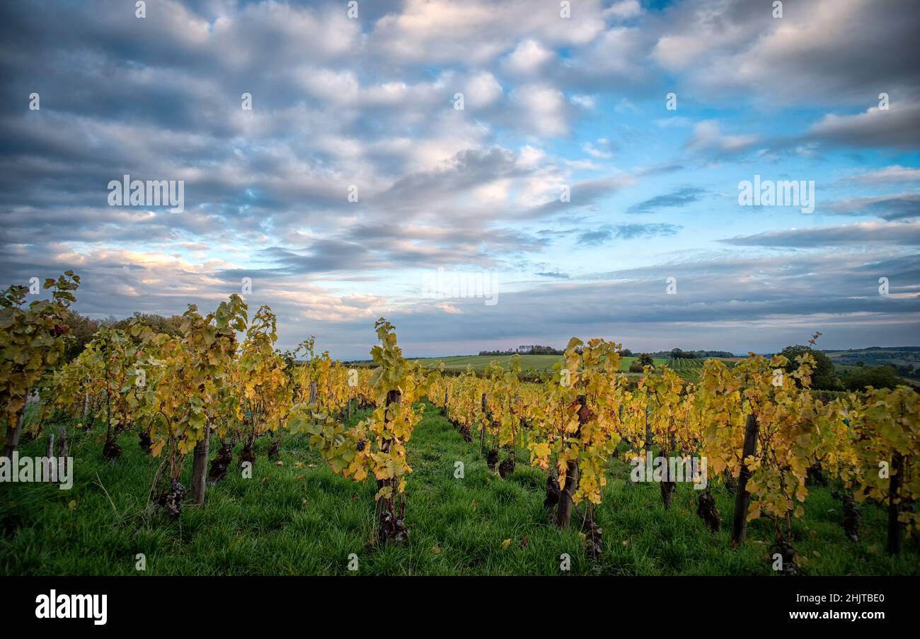 Landscape of Burgundy Vineyard in autumn ar Marey-lès-Fusseyn Côte d'Or, Bourgogne, France Stock Photo