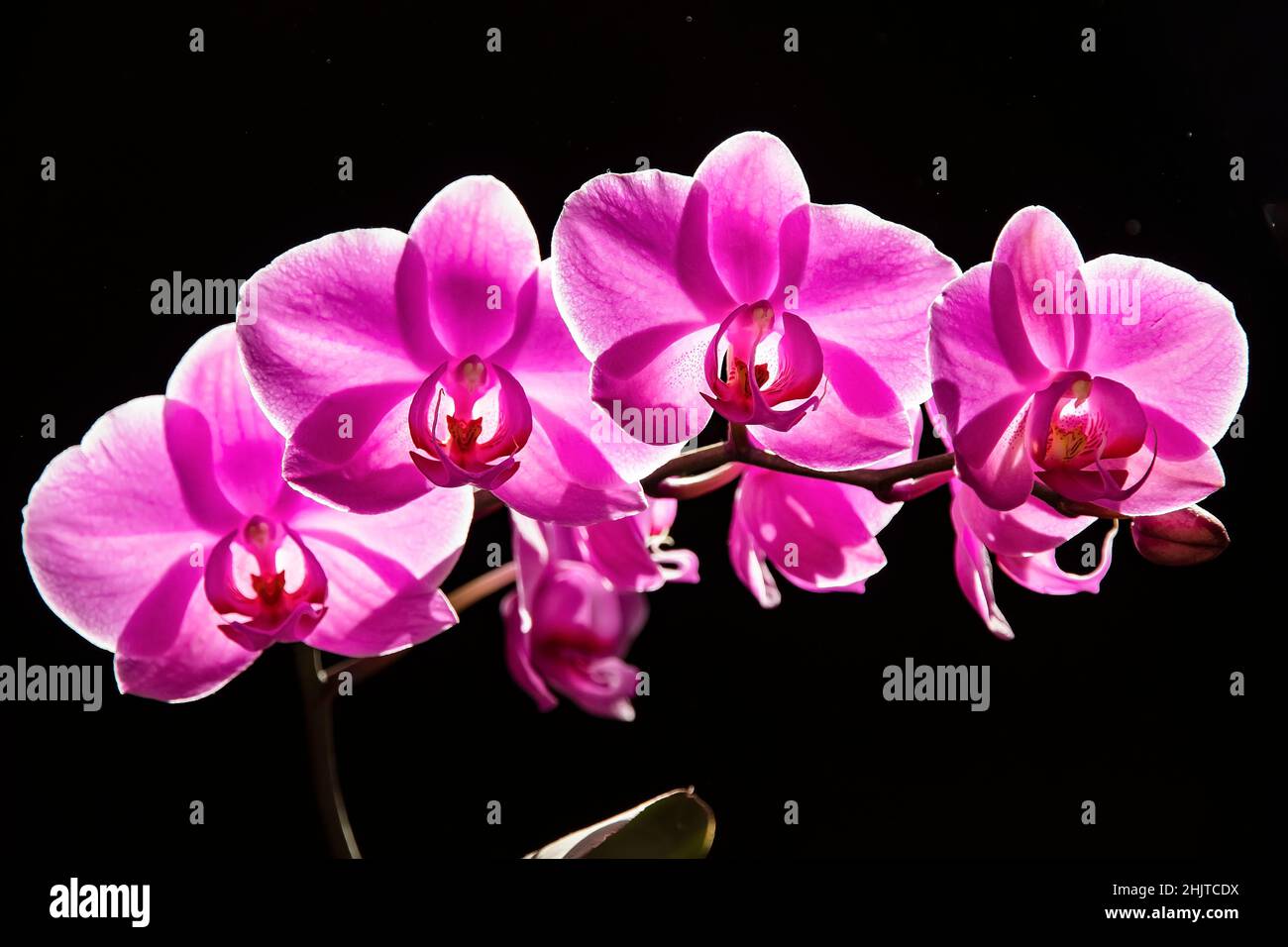 Soft focus. Phalaenopsis orchid branch with many pink butterfly flowers on a dark background. Lovely orchid flowers on a dark background for a calenda Stock Photo