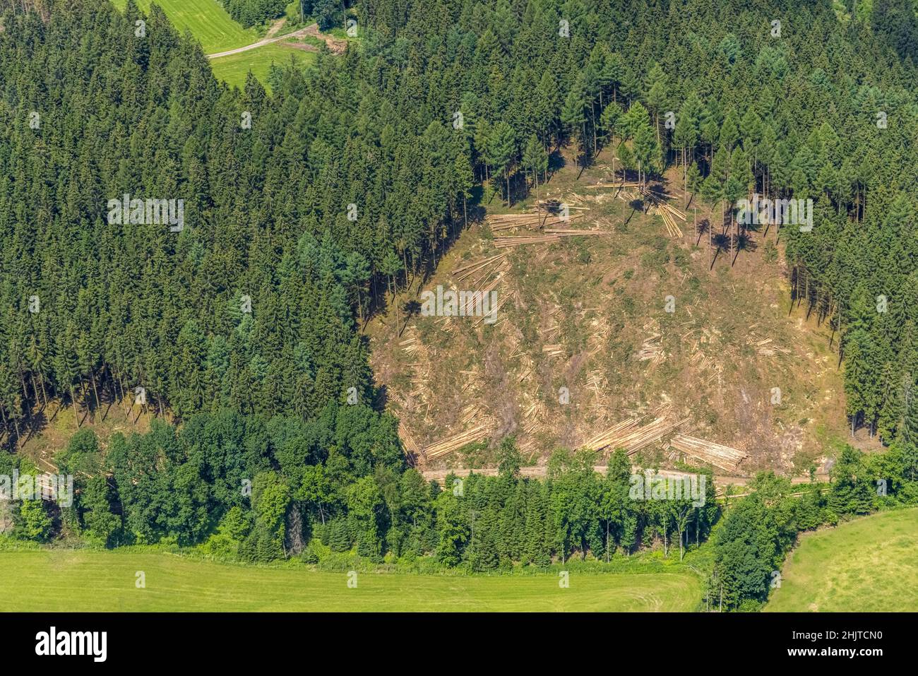 Aerial view, forest area with forest damage in Oberveischede, Olpe, Sauerland, North Rhine-Westphalia, Germany, tree dieback, tree trunks, bark beetle Stock Photo