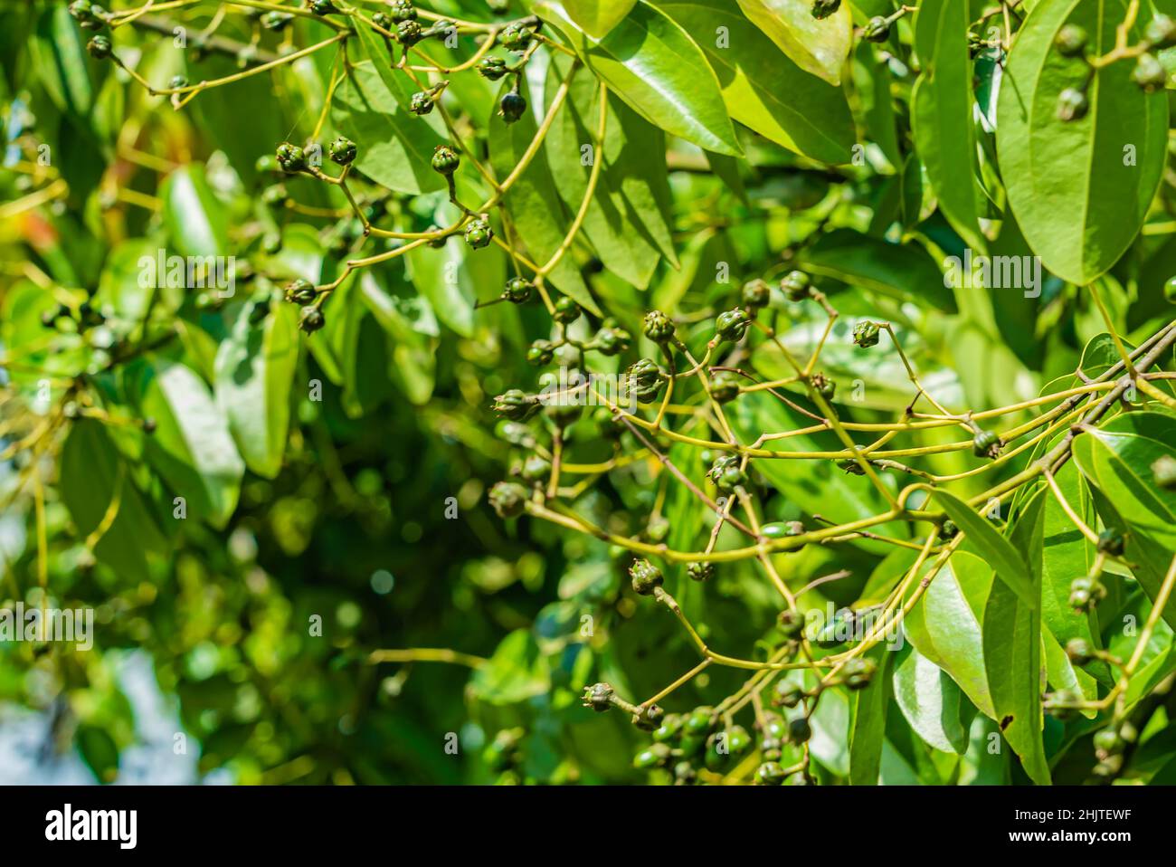 Green Cashew nuts growing on a tree. Zanzibar, Tanzania Stock Photo