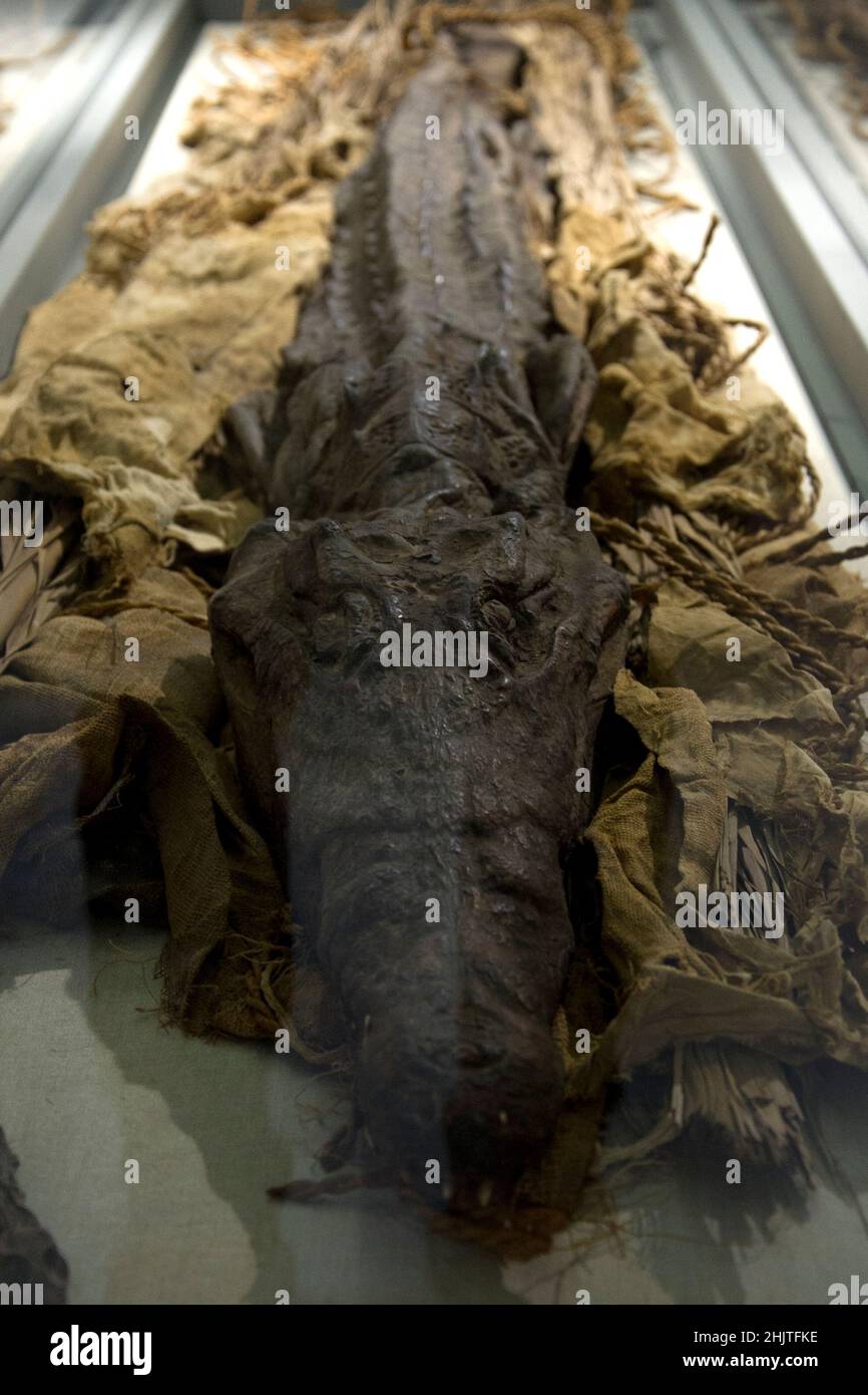 Crocodile mummy, on display in the Egyptian collection at the National Archaeological Museum of Naples 'Mann', second in Italy after the Egyptian Museum in Turin.Napoli, Italy, January 31, 2022. Credit: Vincenzo Izzo/Alamy Live News Stock Photo