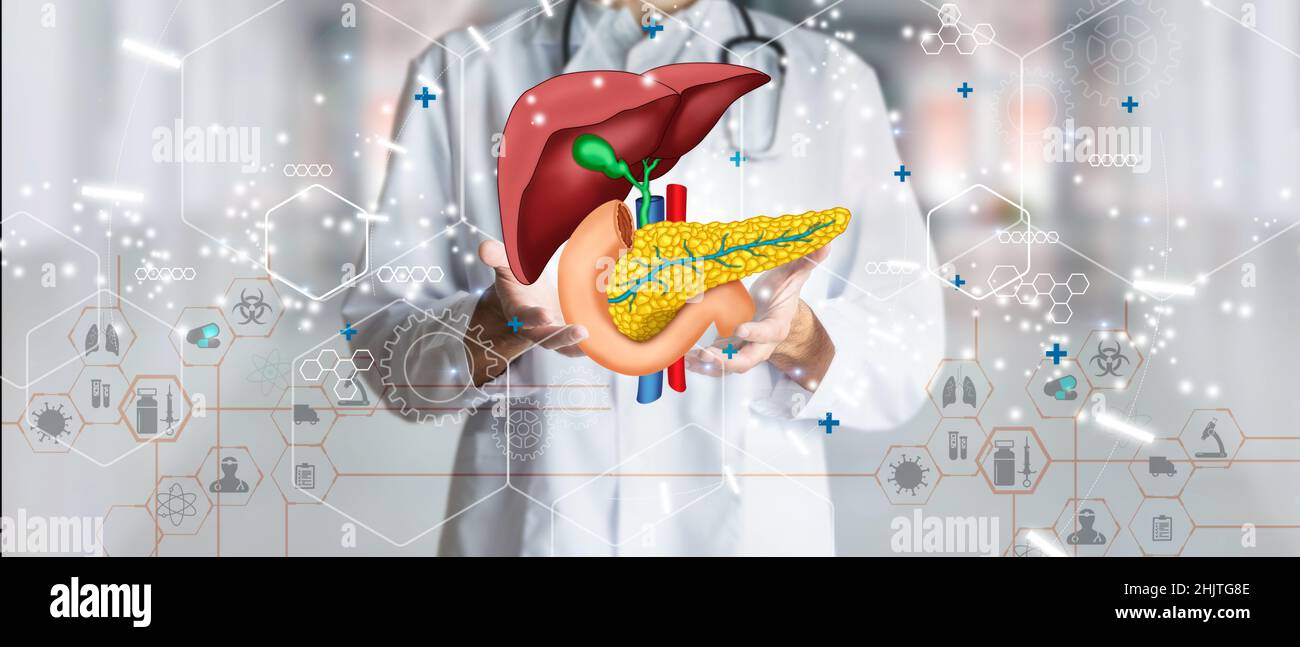 Doctor holding hologram of human liver system as a concept of health and well-being. Medical future technology and innovative concept. Stock Photo