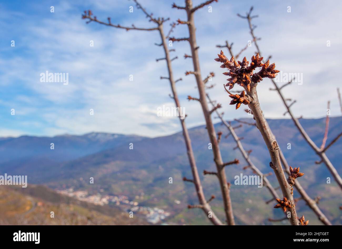 Winter scene full of cherry tree buds with Jerte Valley mountains at bottom, Extremadura, Caceres, Spain Stock Photo