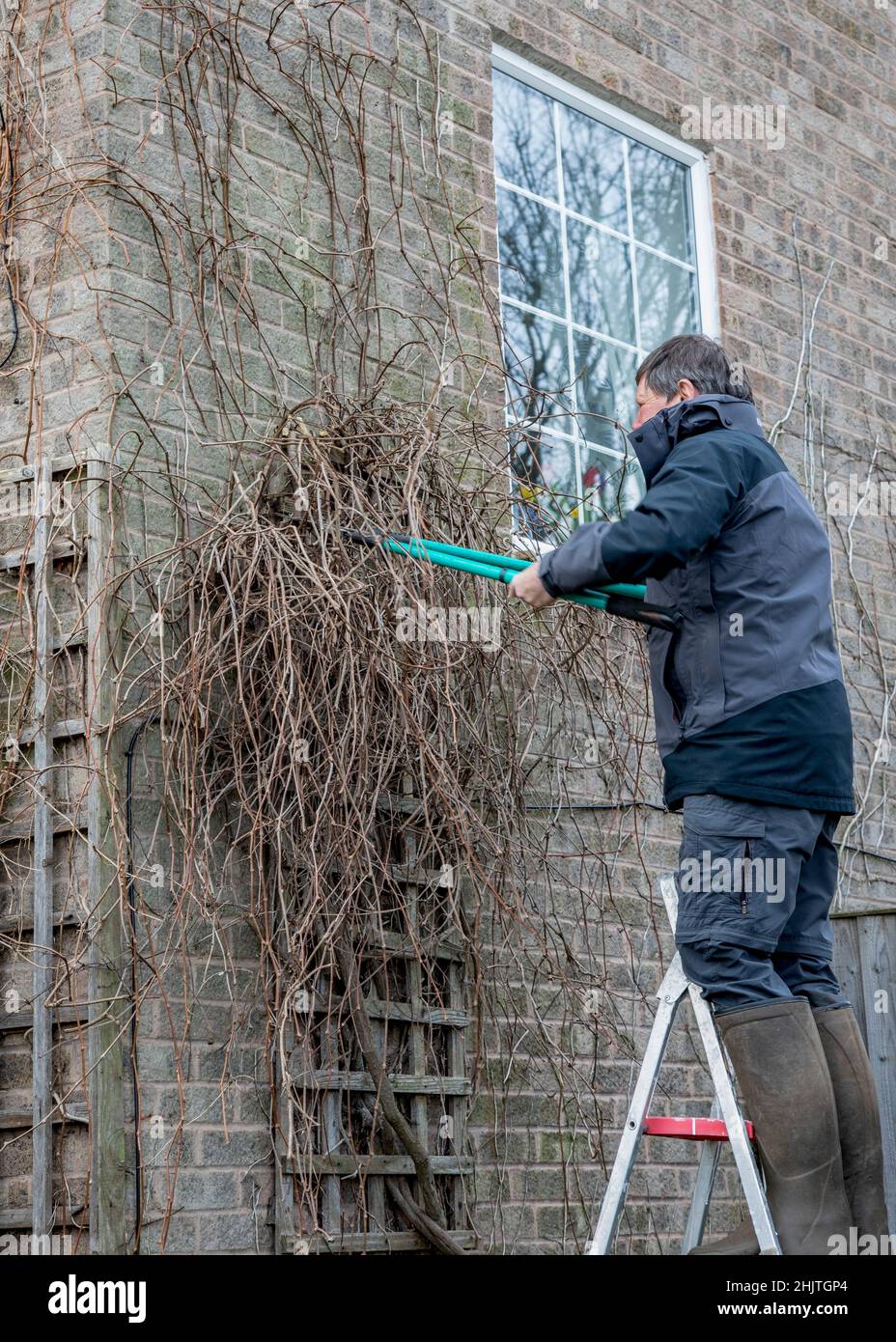 Man up a ladder cutting back a Clematis with a pair of Loppers Stock Photo