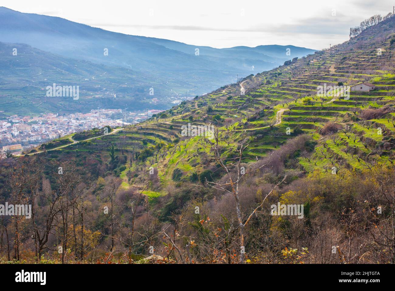 Winter scene full of cherry trees growing on terraces, Valle del Jerte, Caceres, Extremadura, Spain Stock Photo