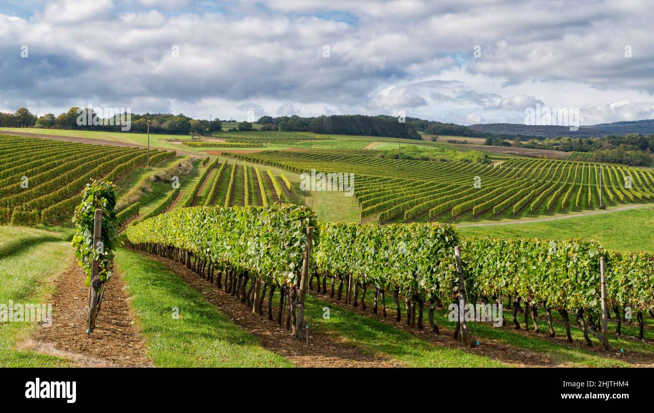 Burgundy vineyard landscape at Hautes-Côtes de Nuits, Marey-les-Fussey, Côte d'Or, France Stock Photo