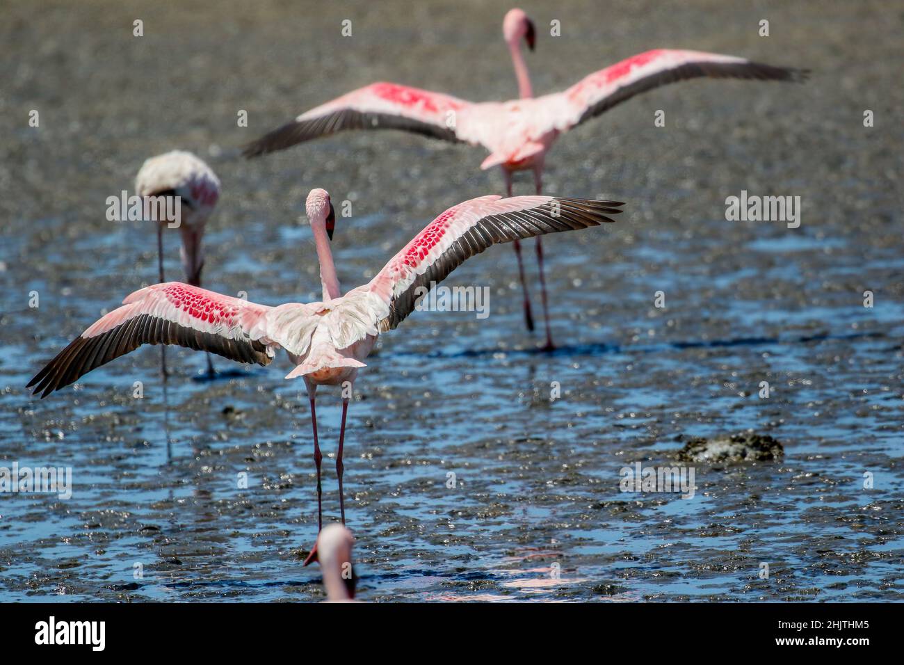 Lesser Flamingo, Walvis Bay, Namibia Stock Photo