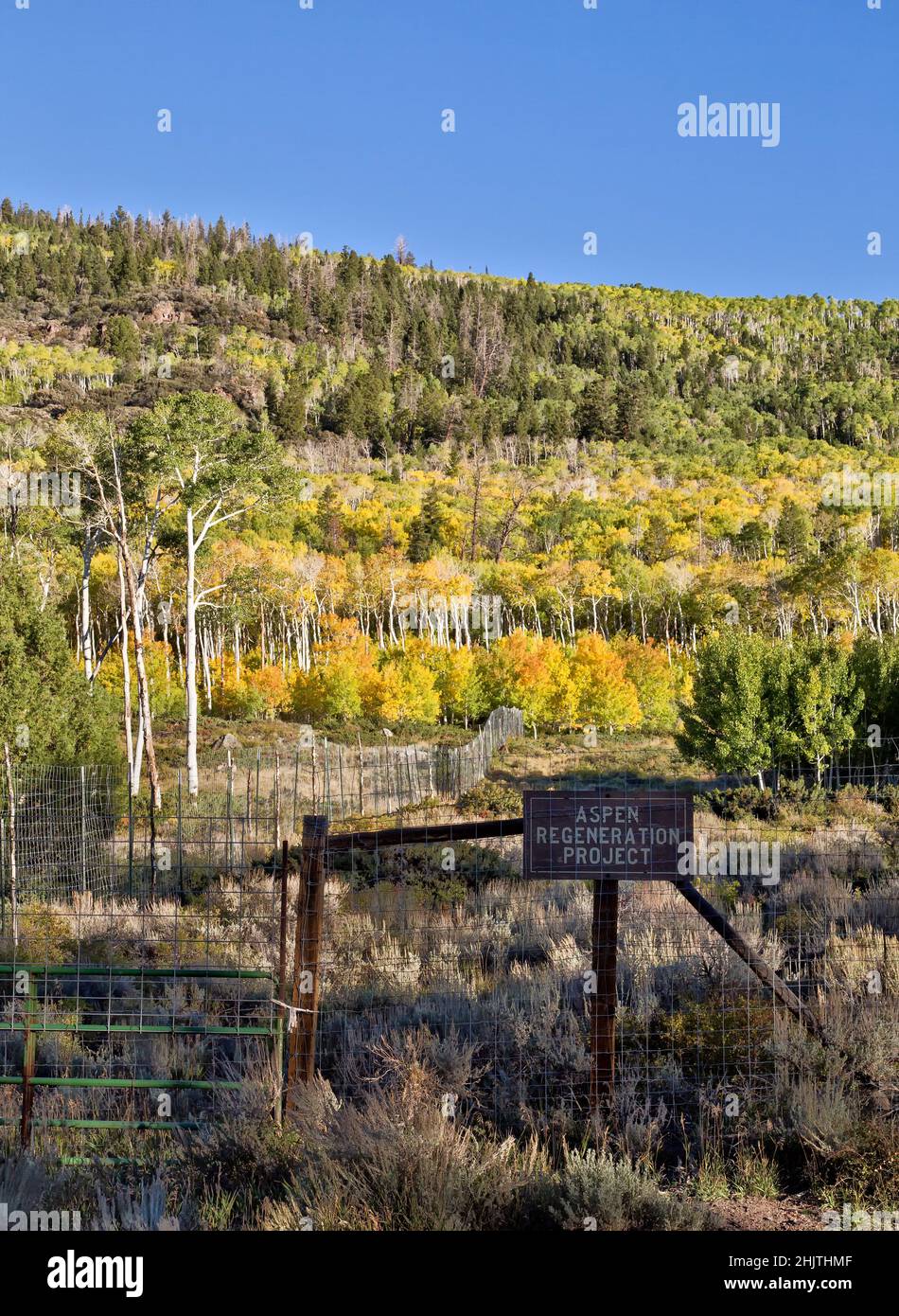 Aspen Regeneration Project, Pando Clone, also known as Trembling Giant, clonal colony of an individual male Quaking Aspen. Stock Photo