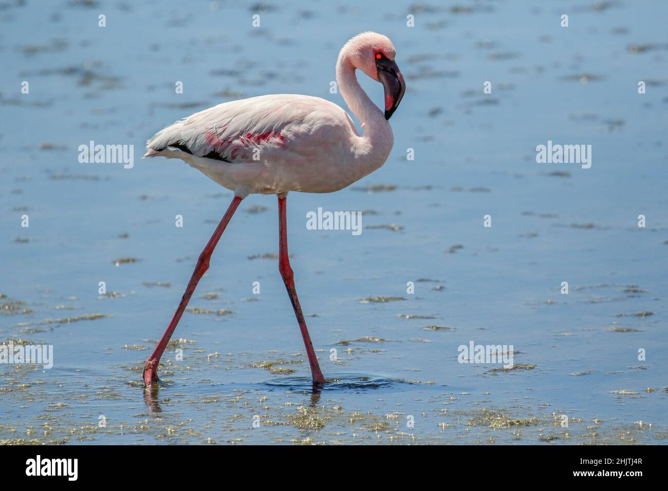 Lesser Flamingo, Walvis Bay, Namibia Stock Photo
