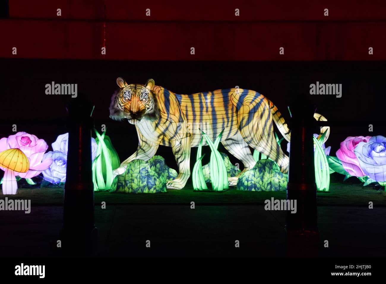 London, UK 31st January 2022. An illuminated tiger lantern in Trafalgar Square in celebration of Chinese New Year. This year marks the Year of the Tiger. Credit: Vuk Valcic / Alamy Live News Stock Photo