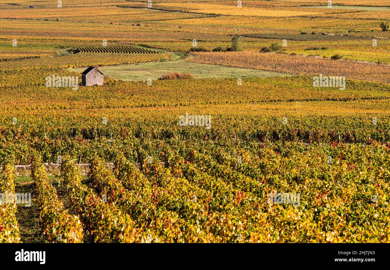 Burgundy vineyard landscape at Burgundy climate Les Fichots, Pernand-Vergelesses, Bourgogne, France Stock Photo