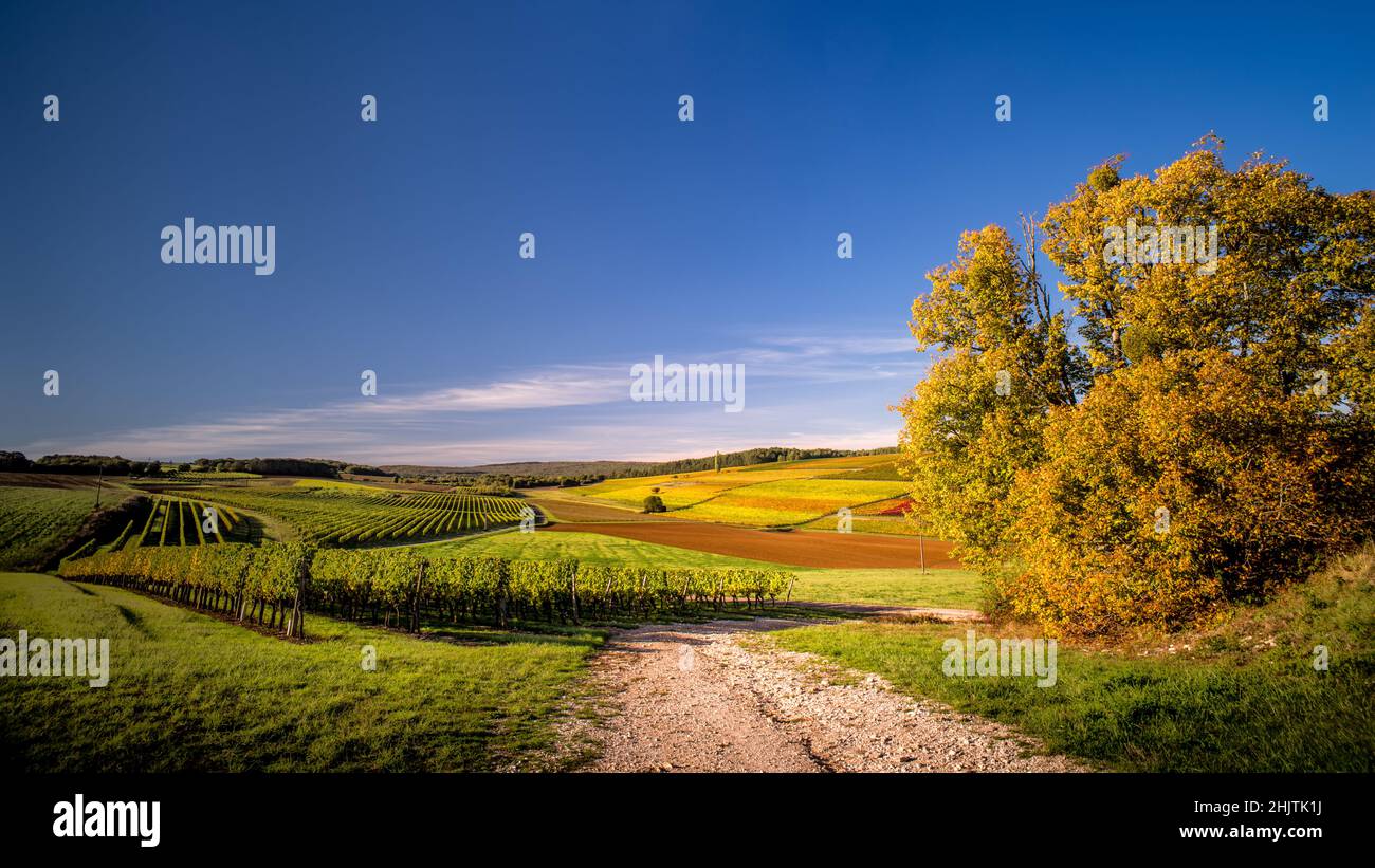 Burgundy vineyard landscap in autumn at Hautes-Côtes de Nuits, Marey-lès-Fussey, Burgundy, France Stock Photo