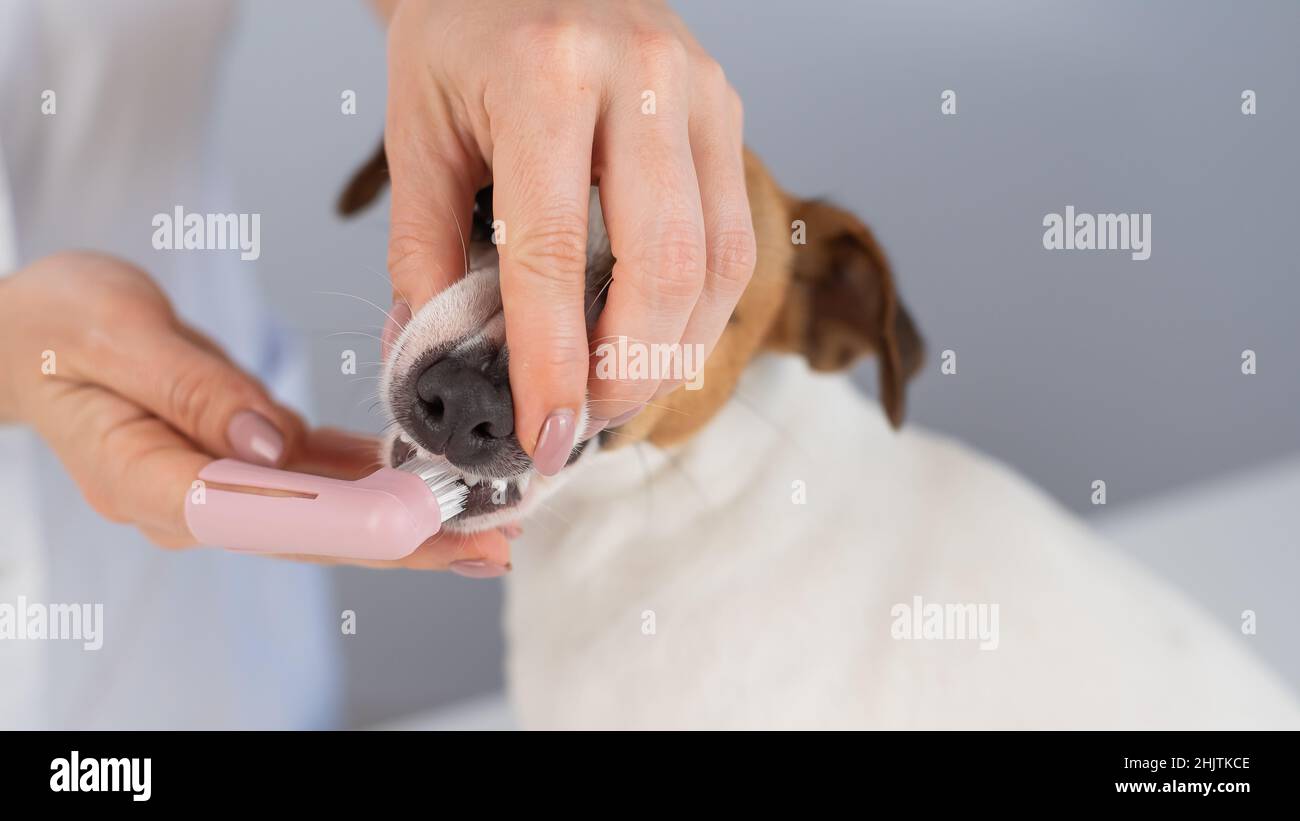 Woman veterinarian brushes the teeth of the dog jack russell terrier
