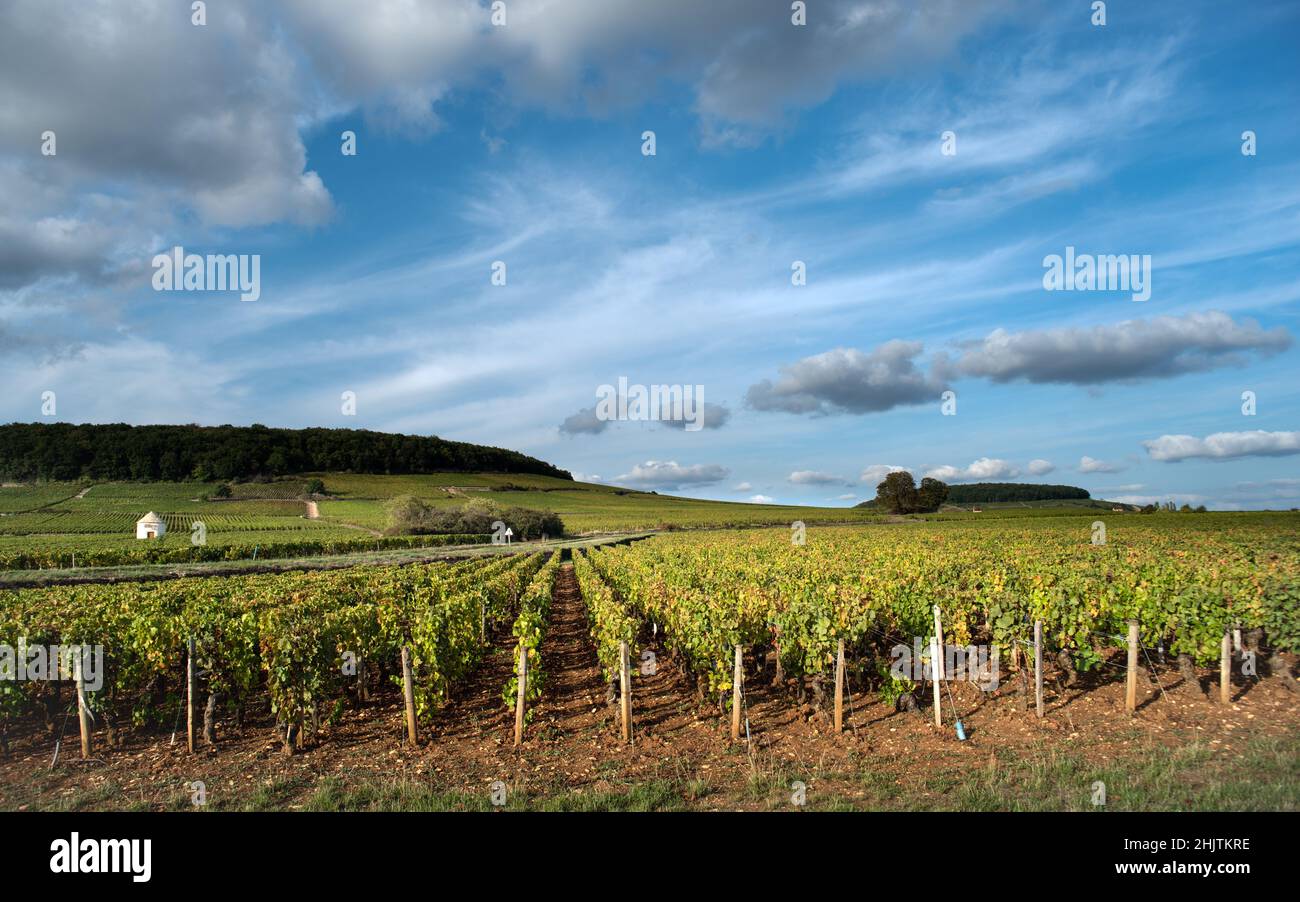 Burgundy climate 'Basses Vergelesses', Pernand-Vergelesses, Burgundy, France Stock Photo