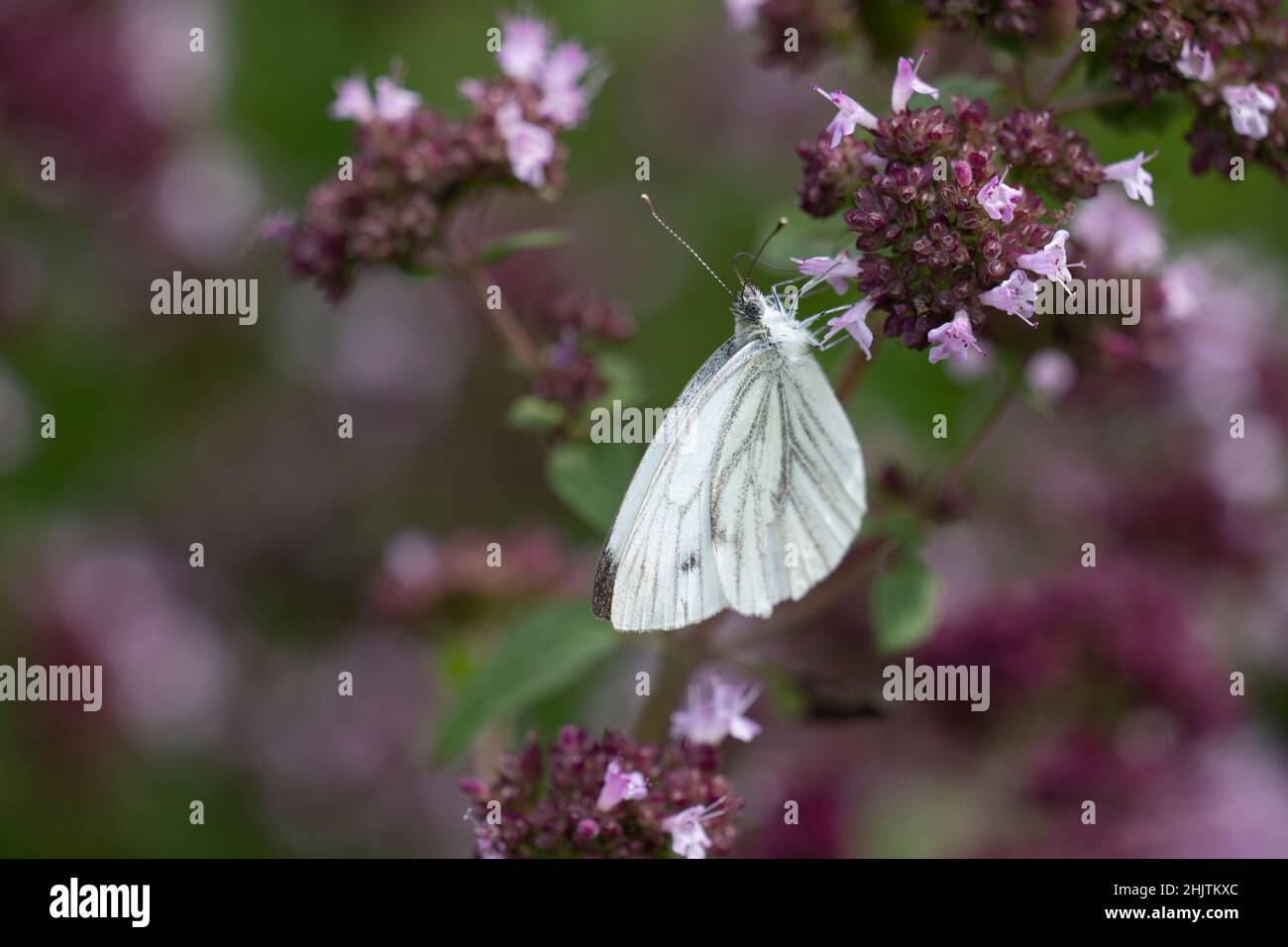 white butterfly sits on a purple lavenda flower.  Stock Photo