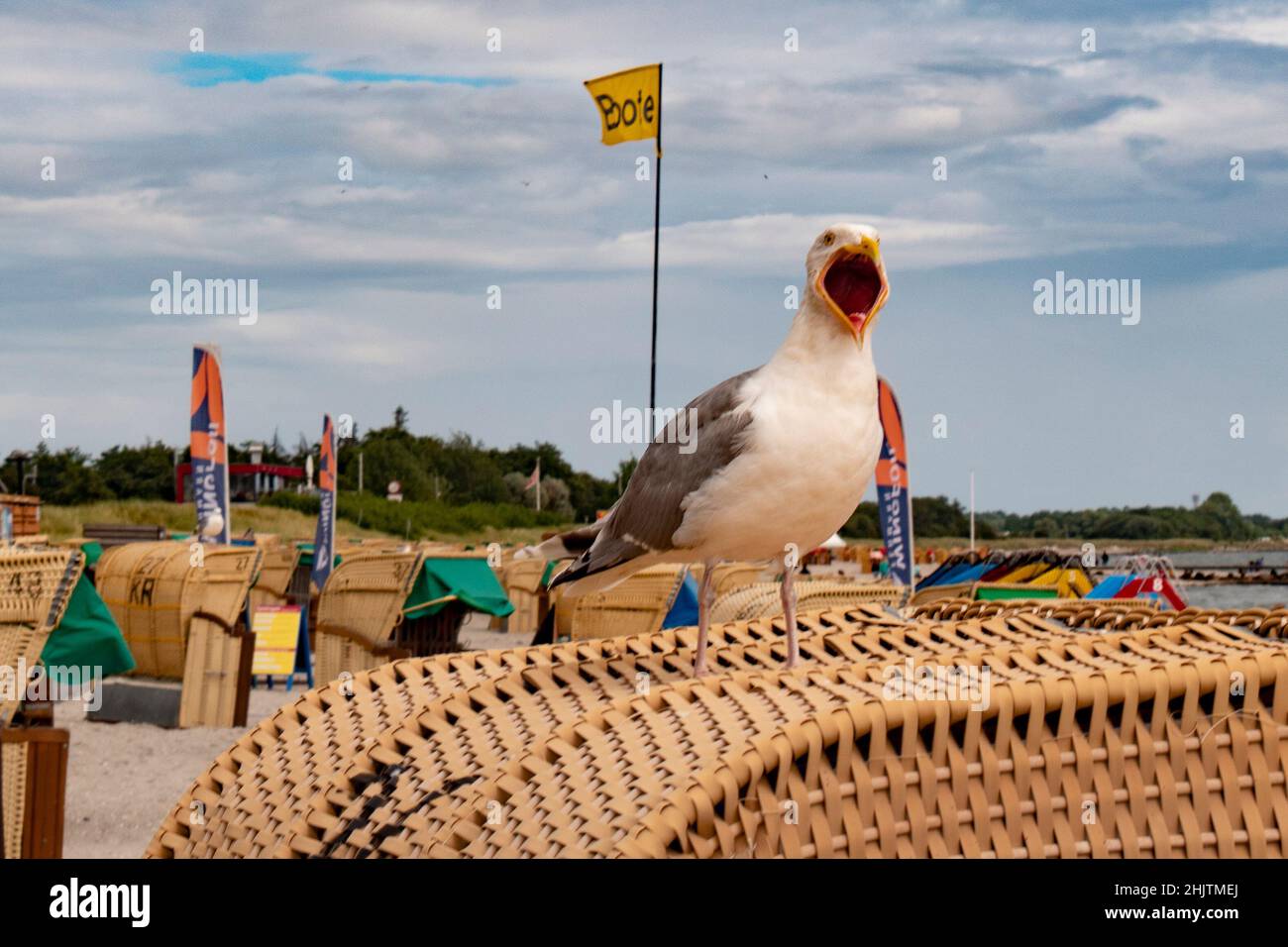 screaming seagull with wide open beak Stock Photo