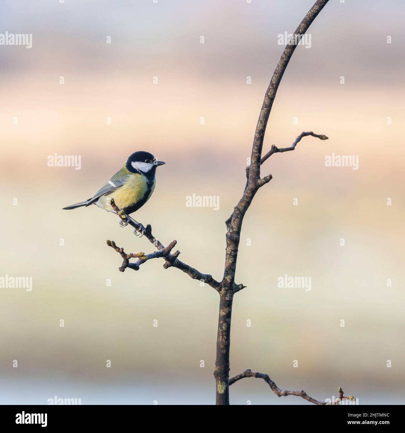 A Great Tit, Parus ater, clinging to a frosty twig against a natural defocussed wintry background. Stock Photo