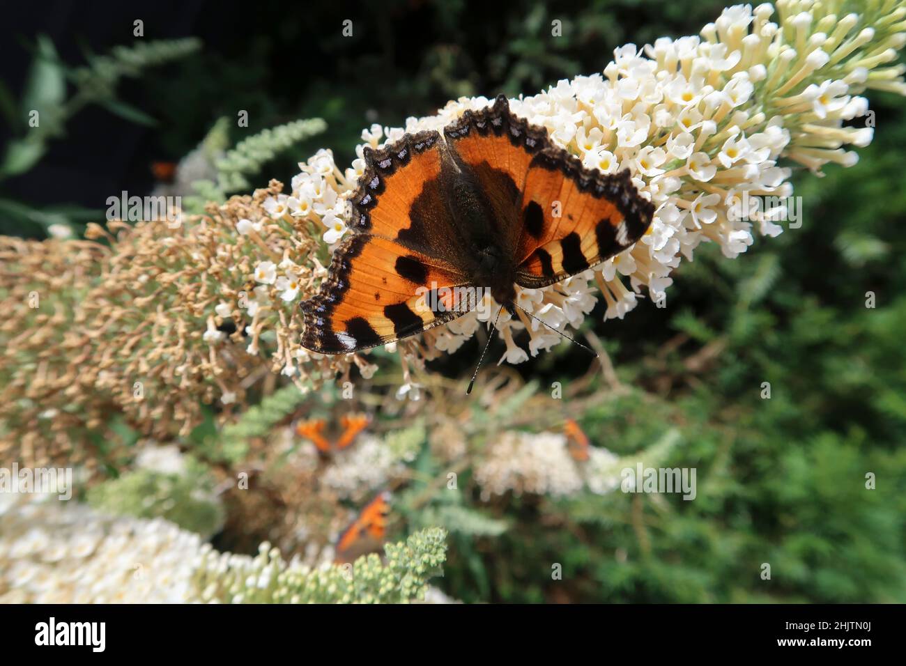 Butterfly Nymphalis urticae sits on a butterfly tree ,Buddleja davidii Stock Photo