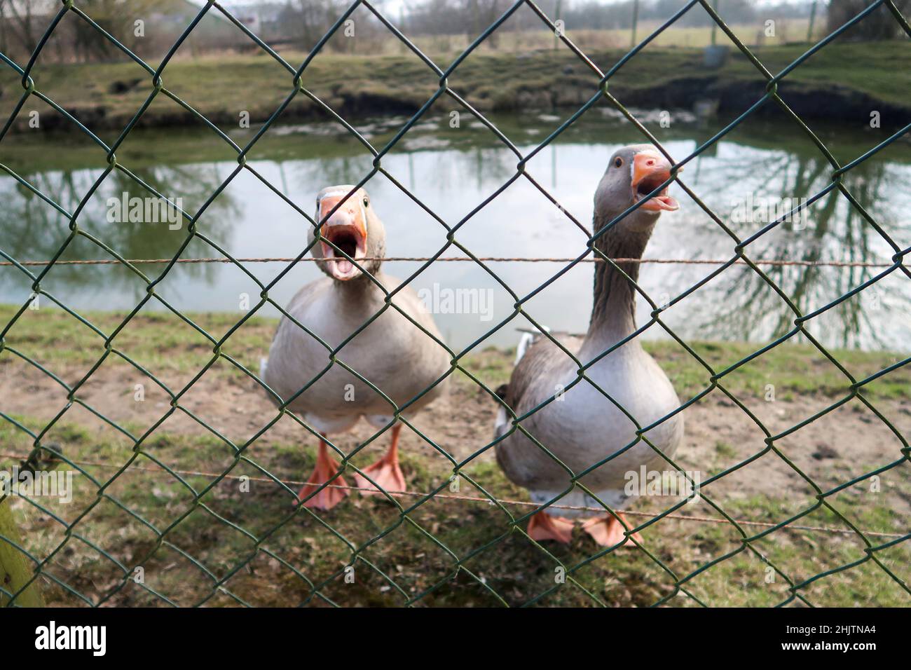 Two Angry Goose behind a fence Stock Photo