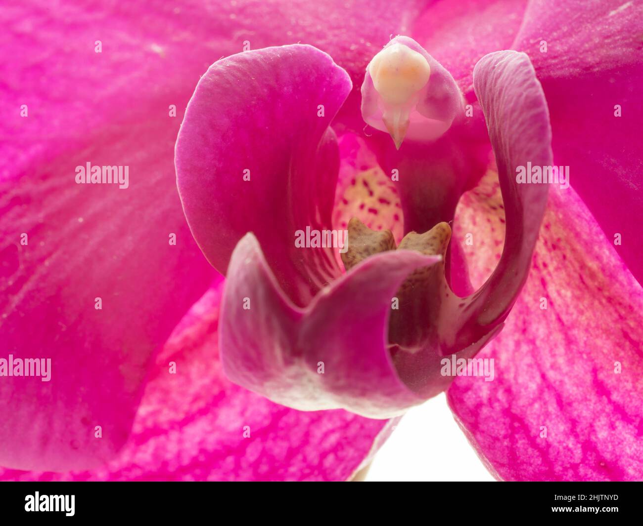 violet orchid flower, macro, color picture Stock Photo
