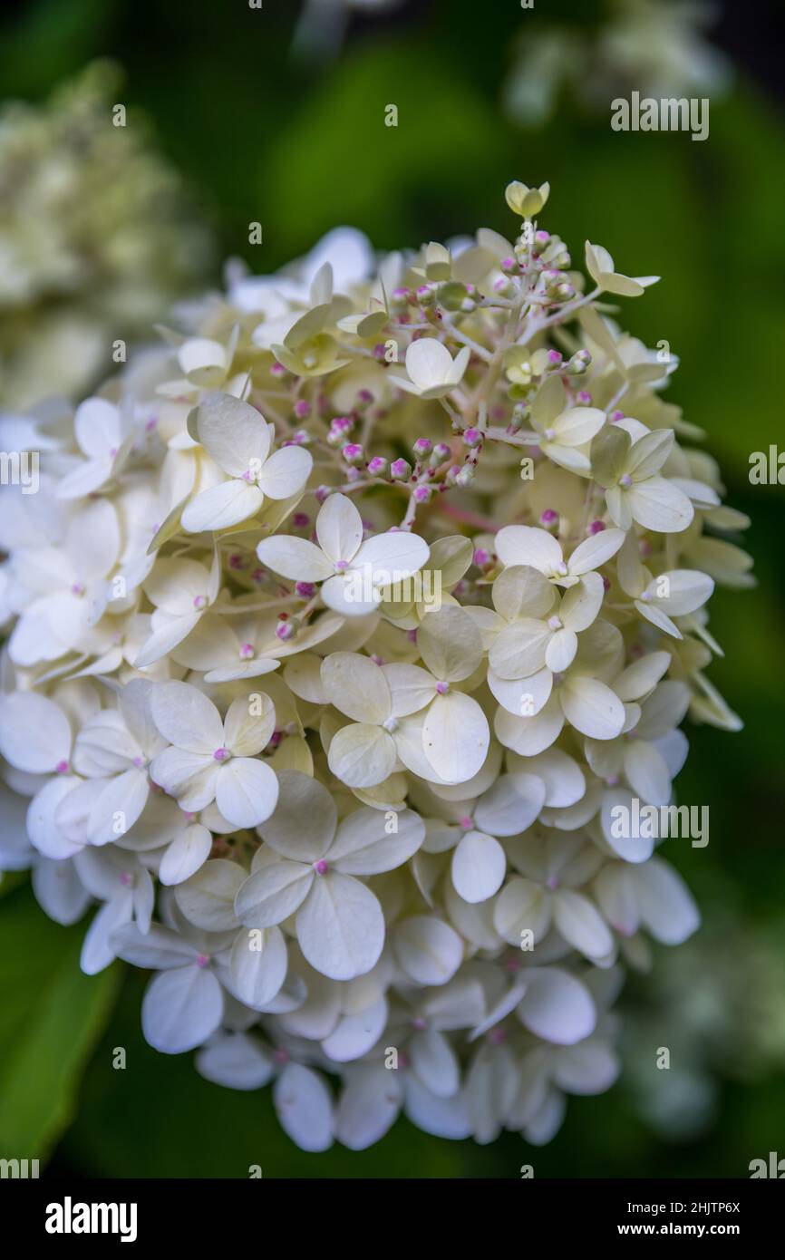 Brainerd, mn hires stock photography and images Alamy