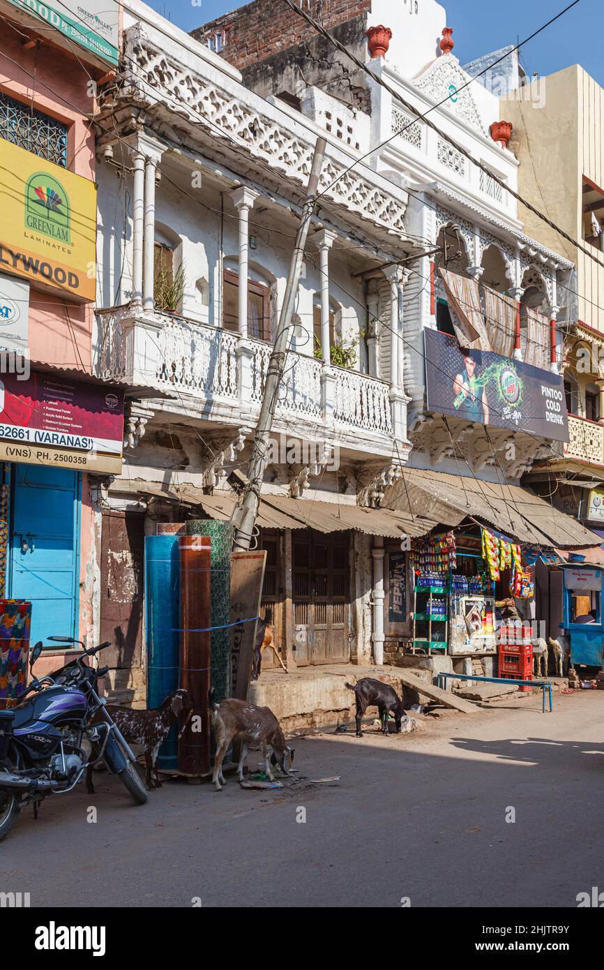 Roadside buildings with balconies and goats on the outskirts of Varanasi (Banaras or Benares), a city on the River Ganges, Uttar Pradesh, north India Stock Photo